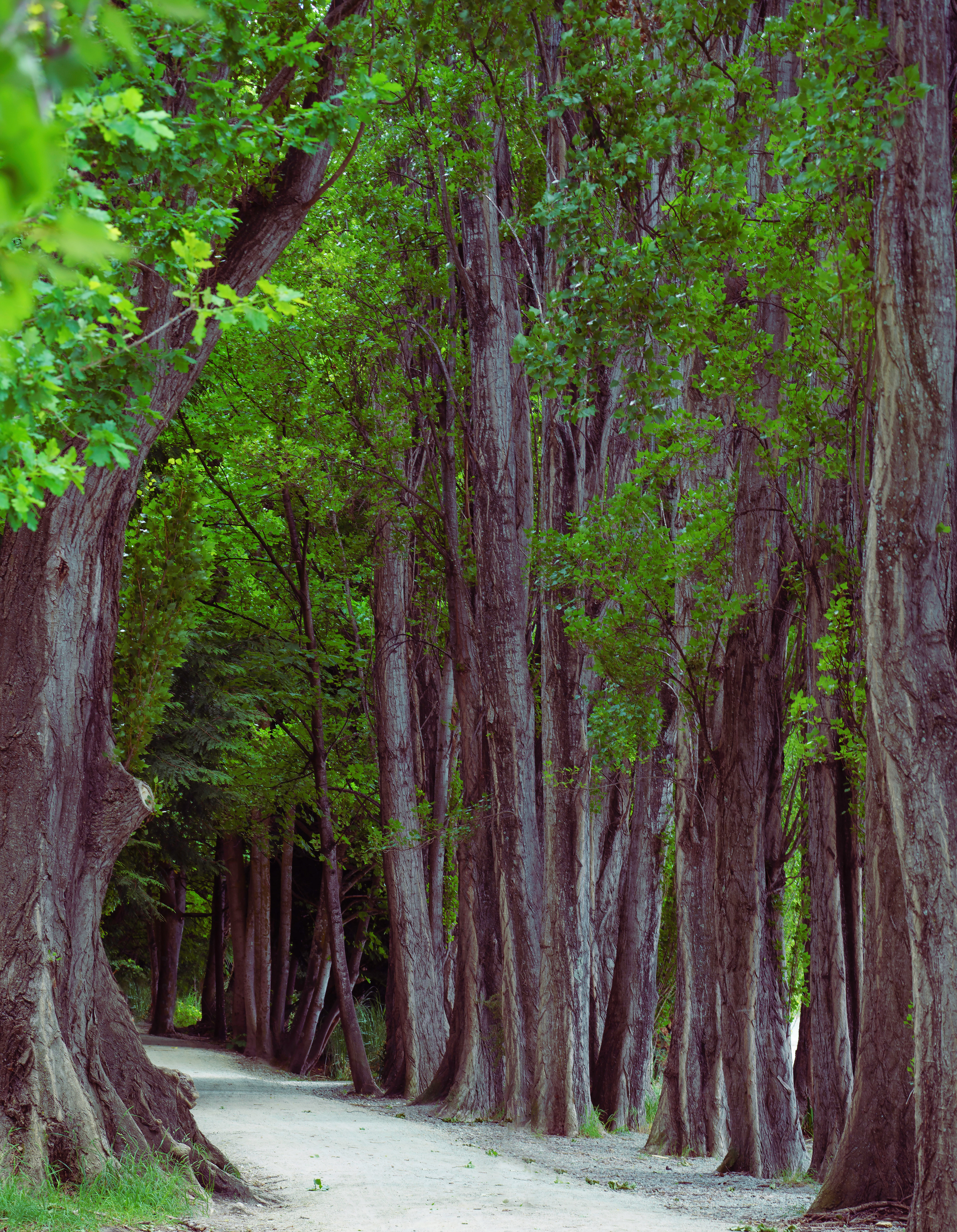 The Way