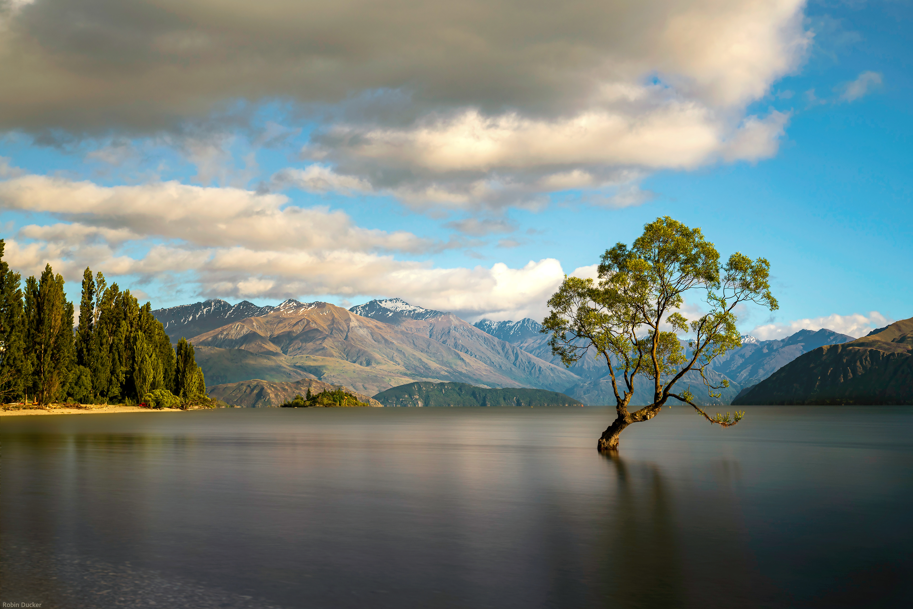 The Wanaka Tree