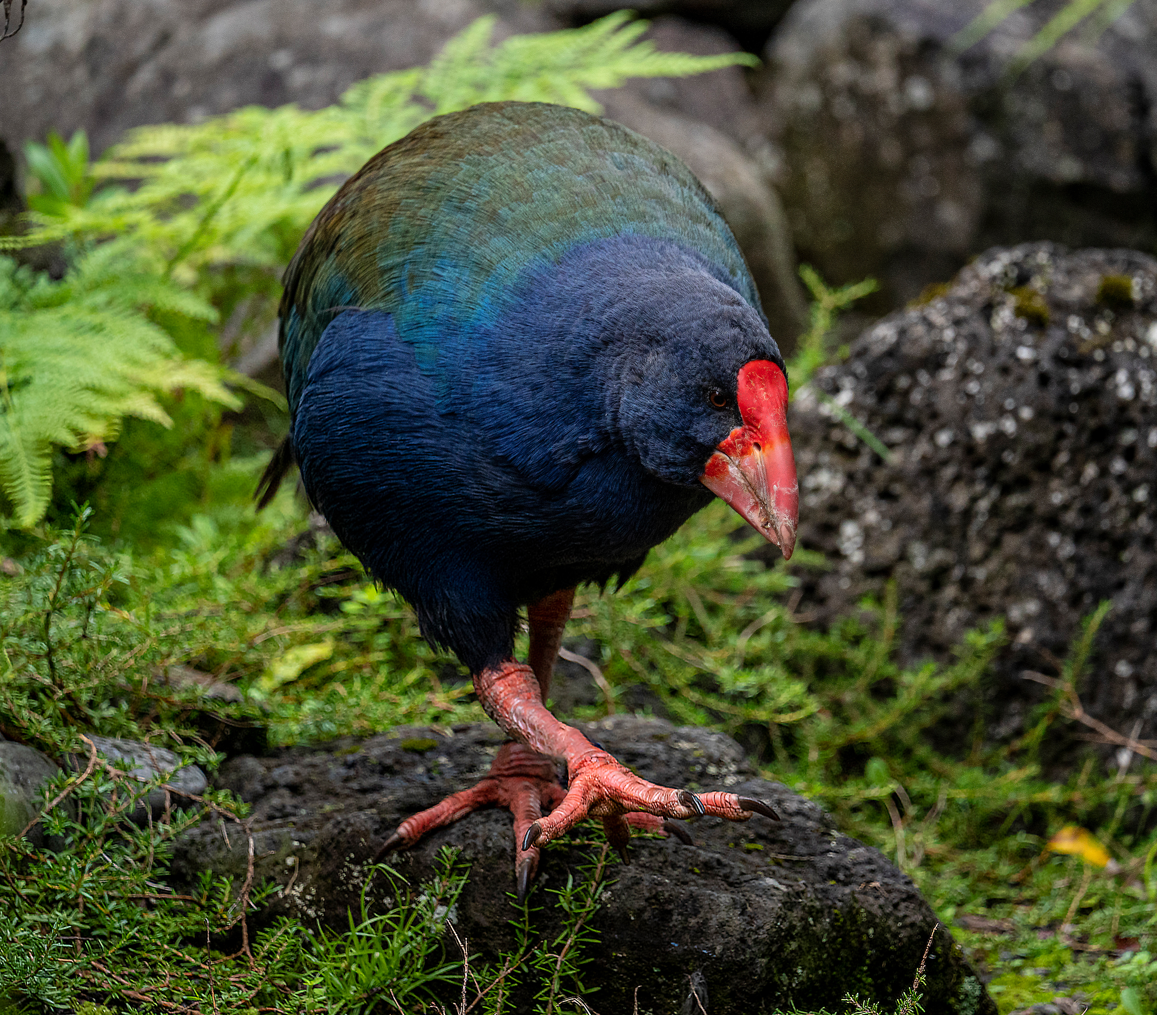 Takahe
