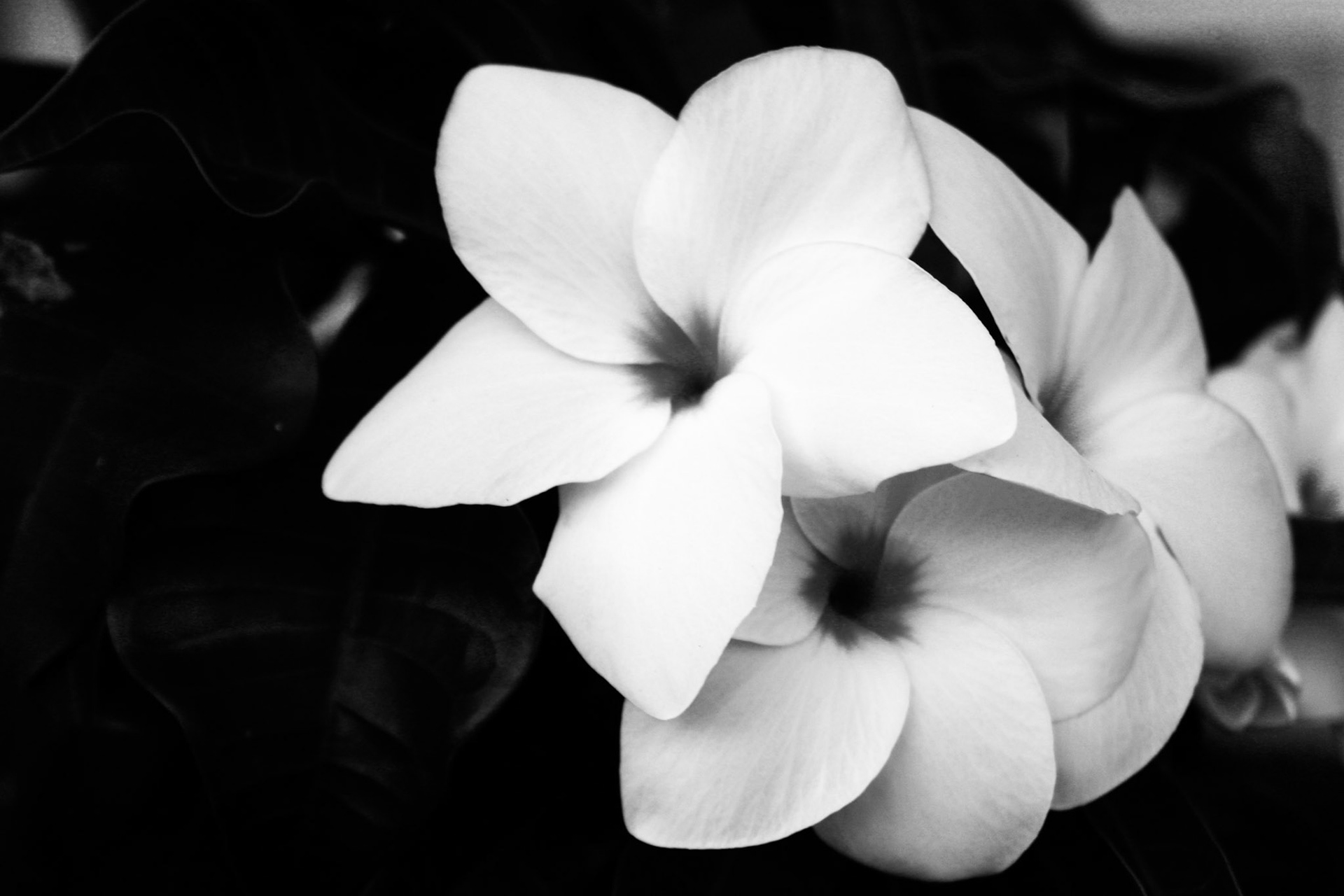 White Flowers NY Bothanical Garden 2021