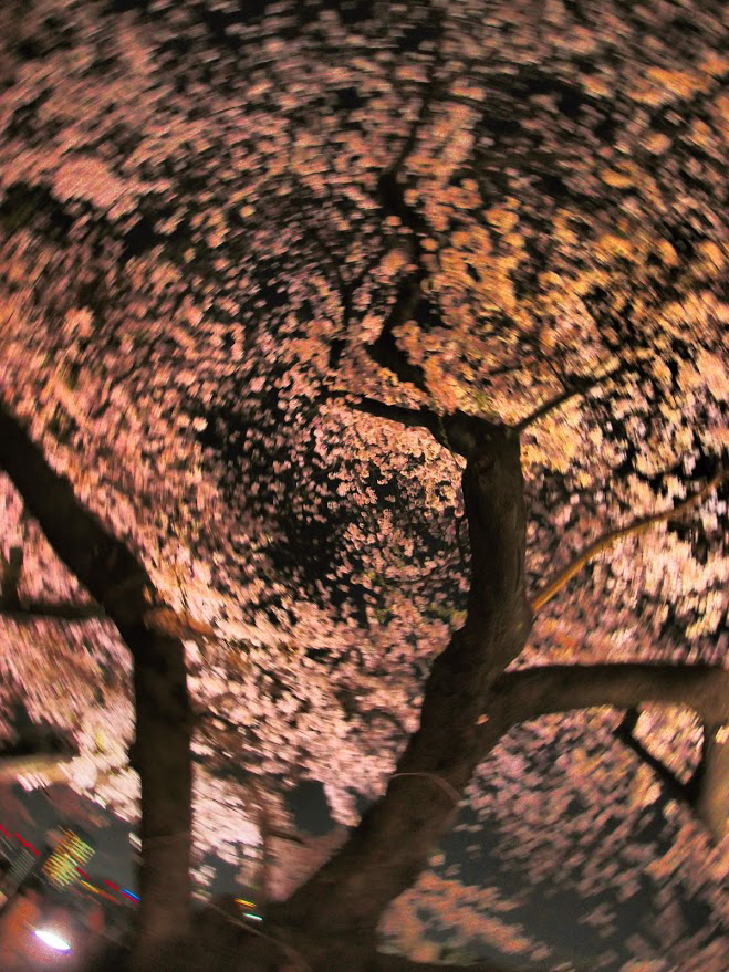 千鳥ヶ淵(Chidorigahuchi (Tokyo))