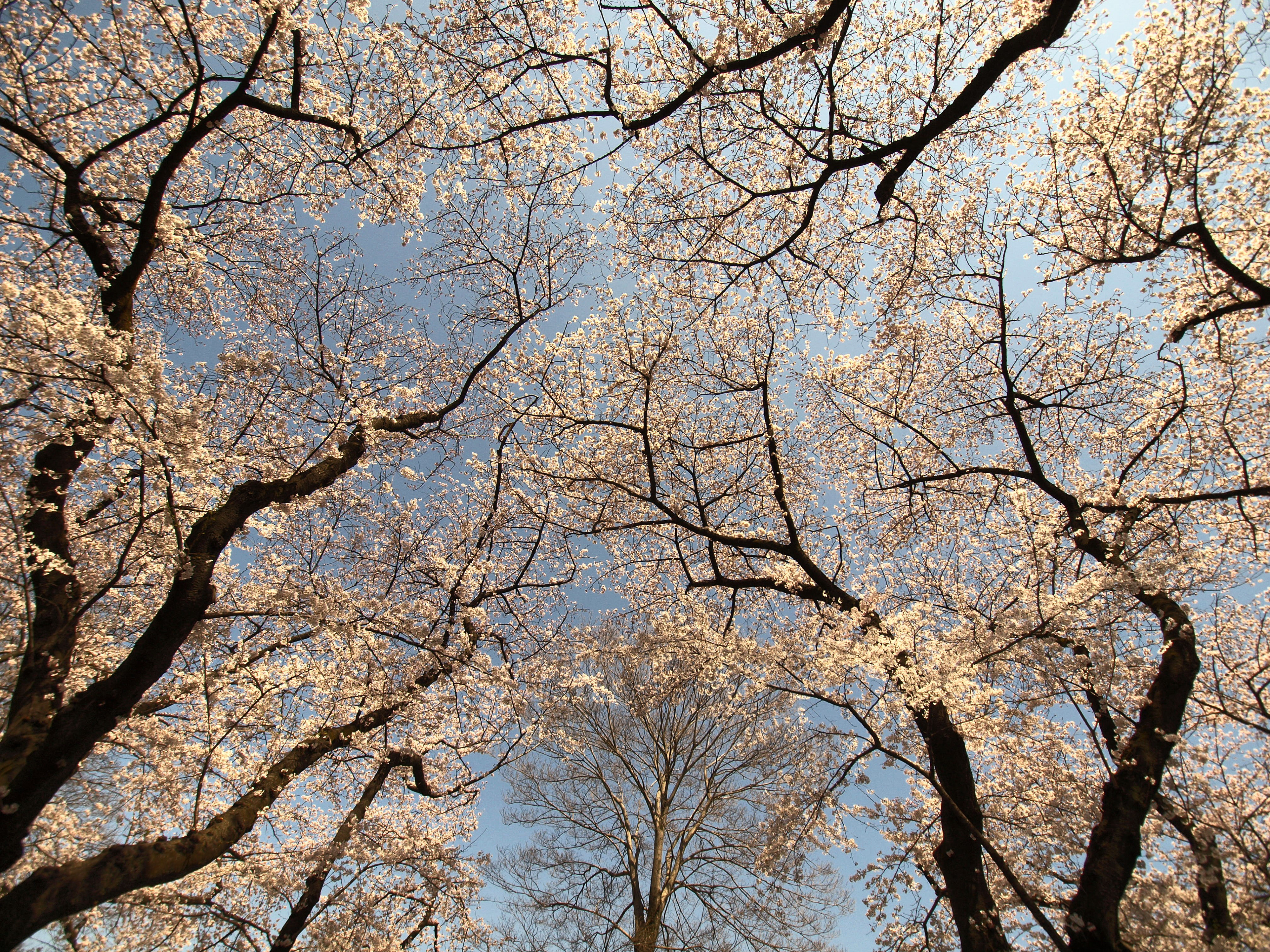 井の頭公園(Inogashira-Park (Tokyo))