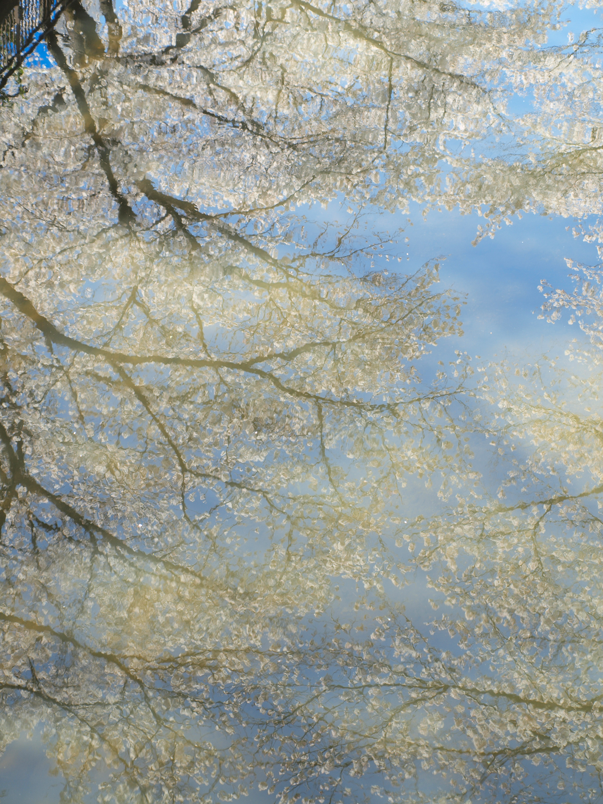仙川(東京都世田谷区)