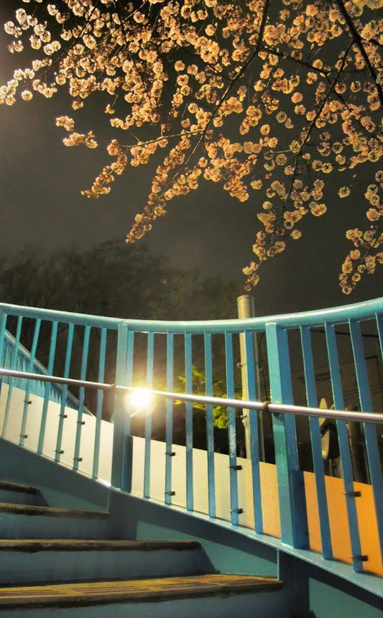 都道428号線(東京都世田谷区)