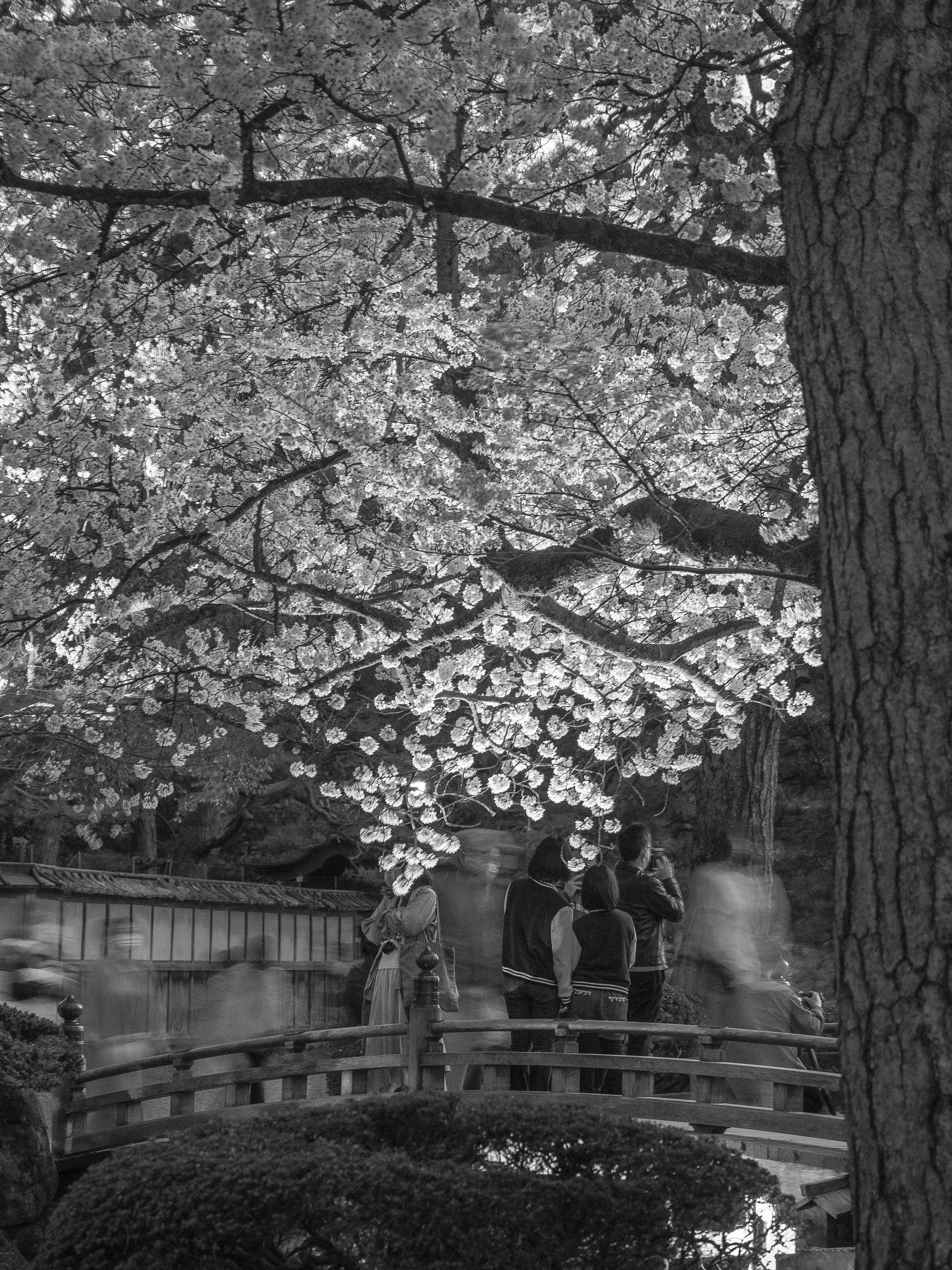 兼六園