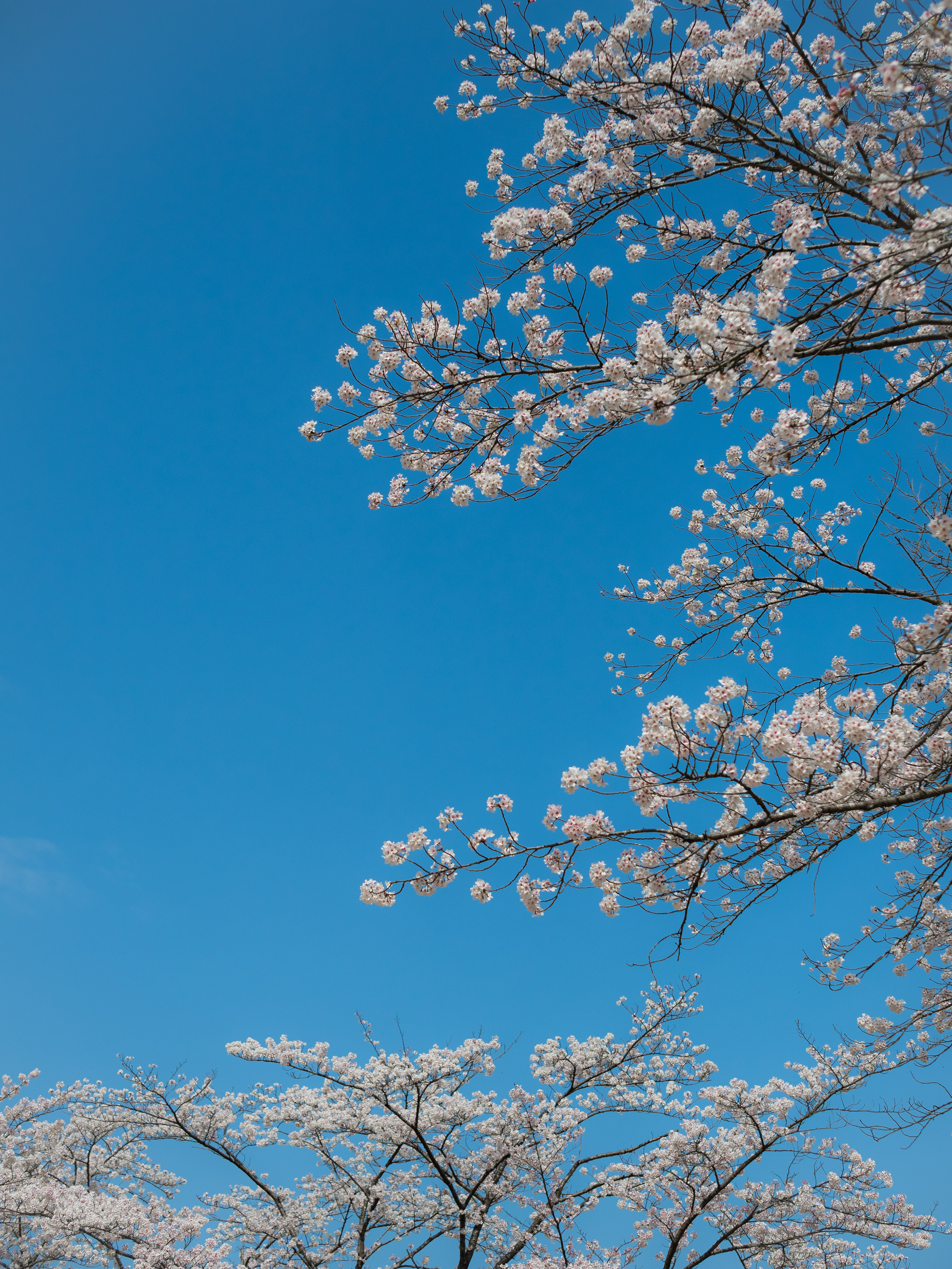 卯辰山公園(金沢市)