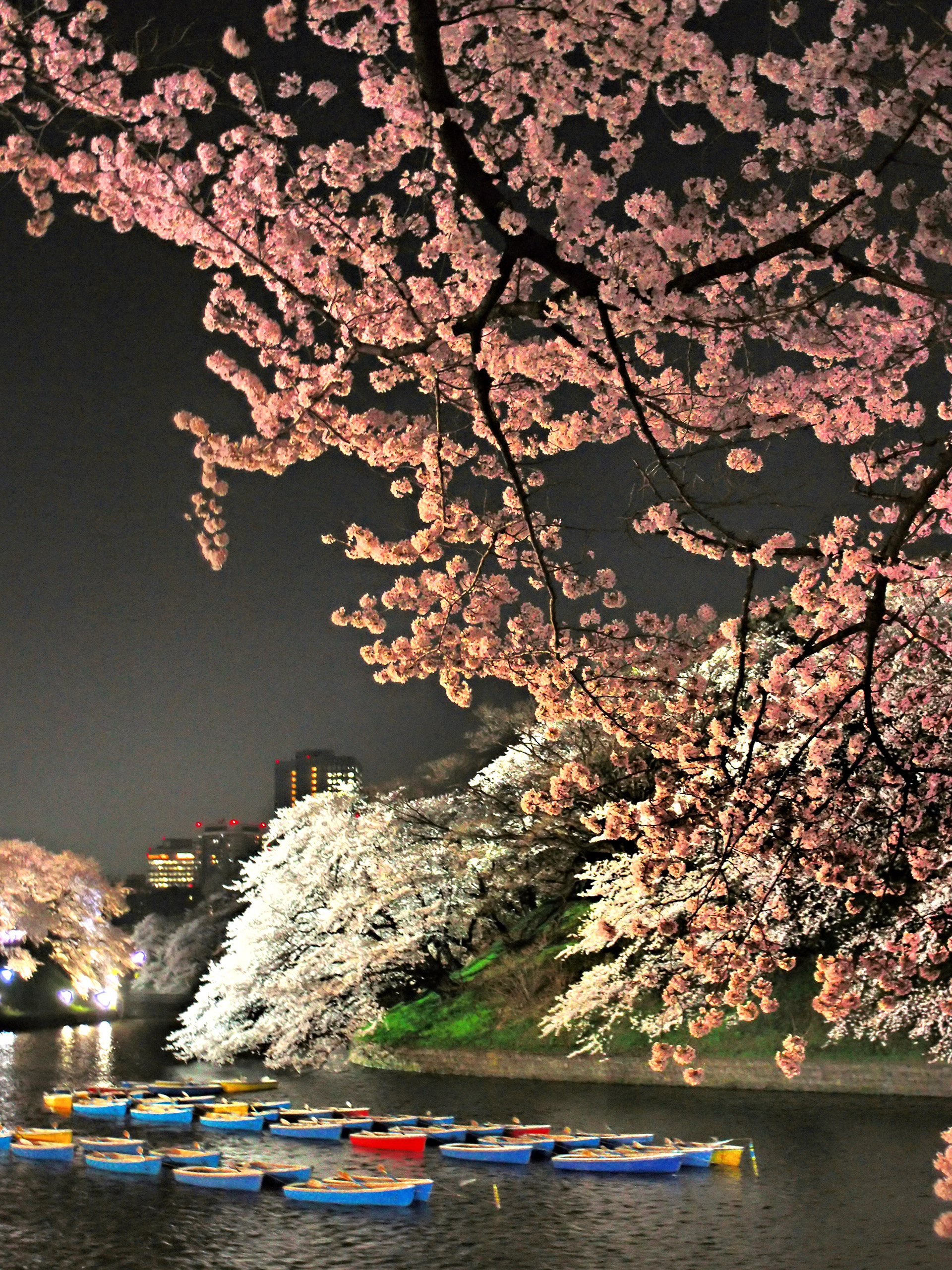千鳥ヶ淵(Chidorigahuchi (Tokyo))