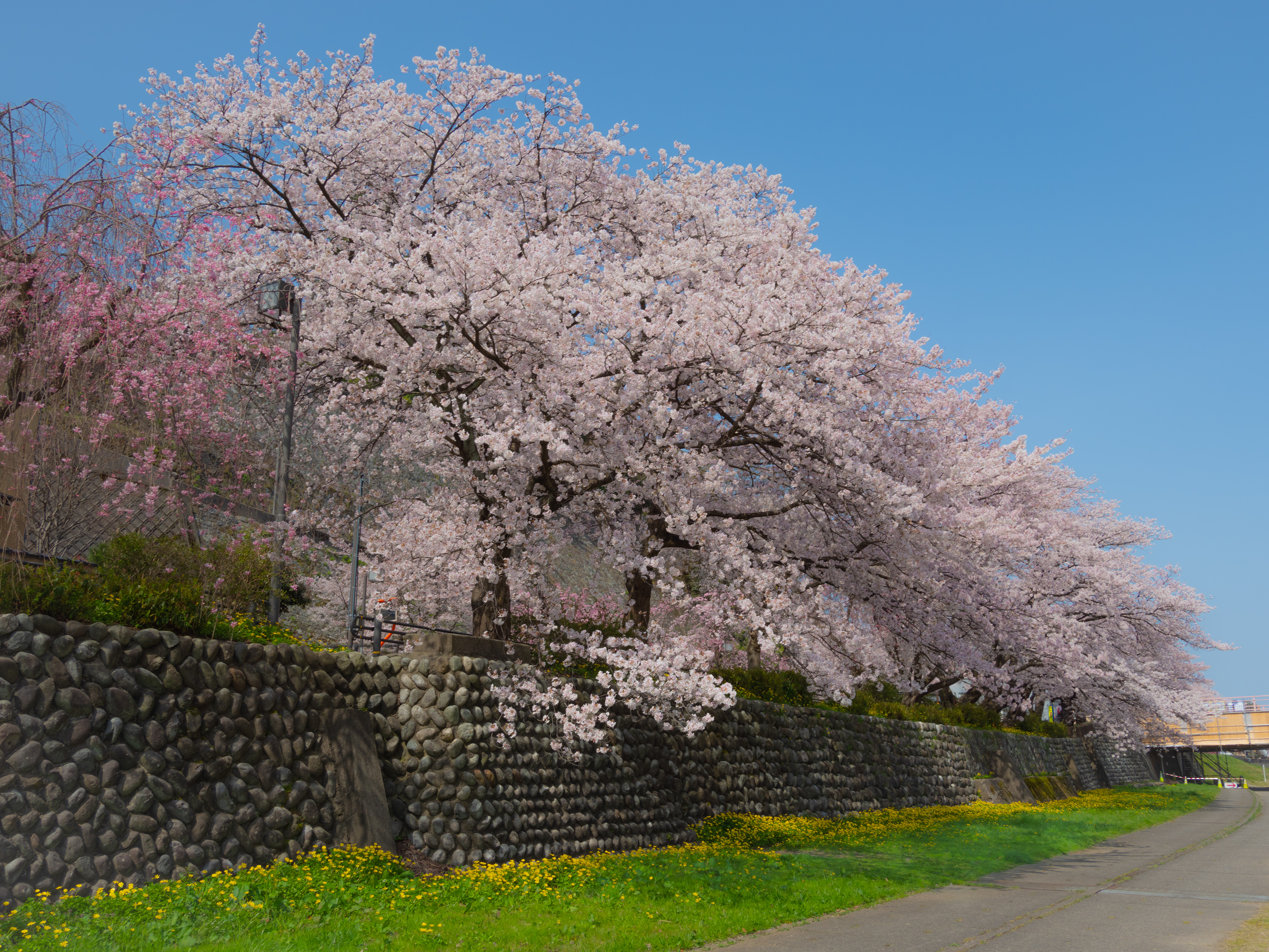 犀川(金沢市)