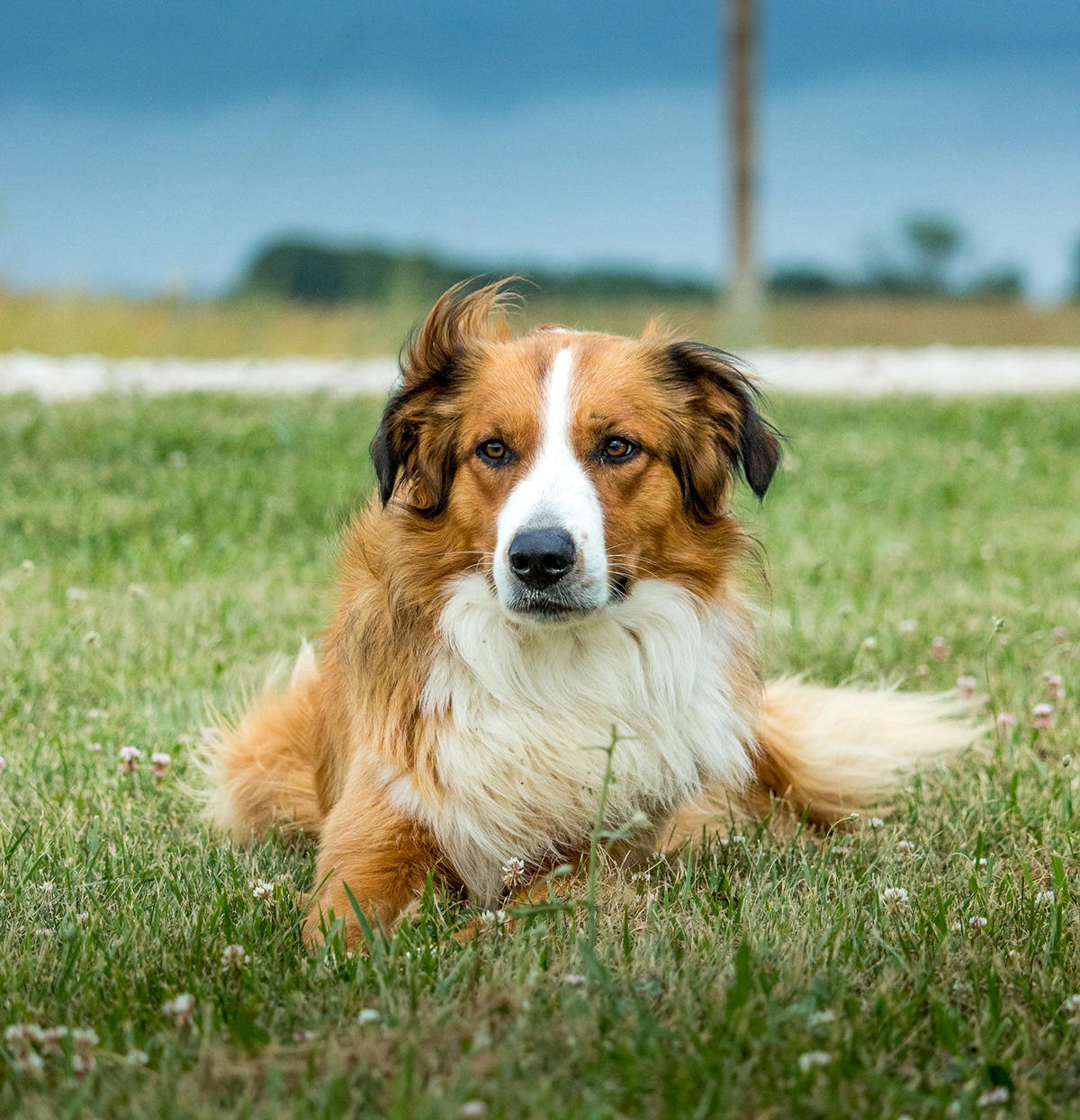 Stroud Family Farm English Shepherds Registered English Shepherds