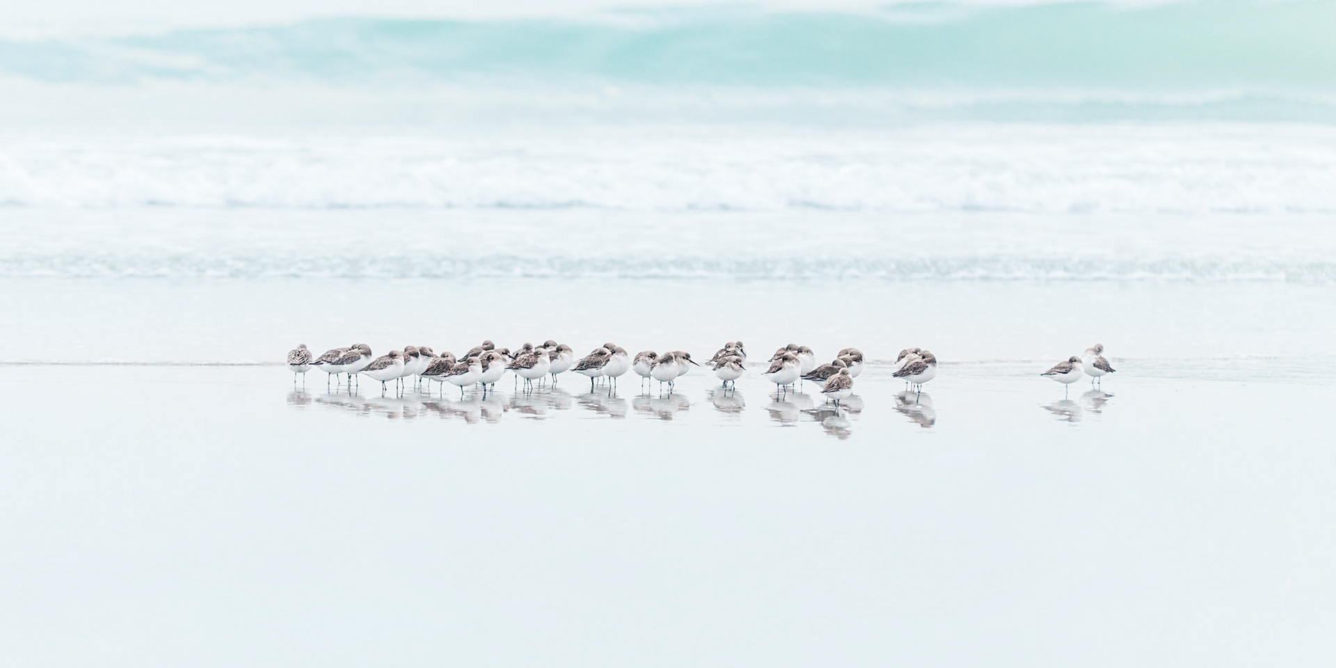 Piovanello Tridattilo  - Sanderling - "Calidris Alba"