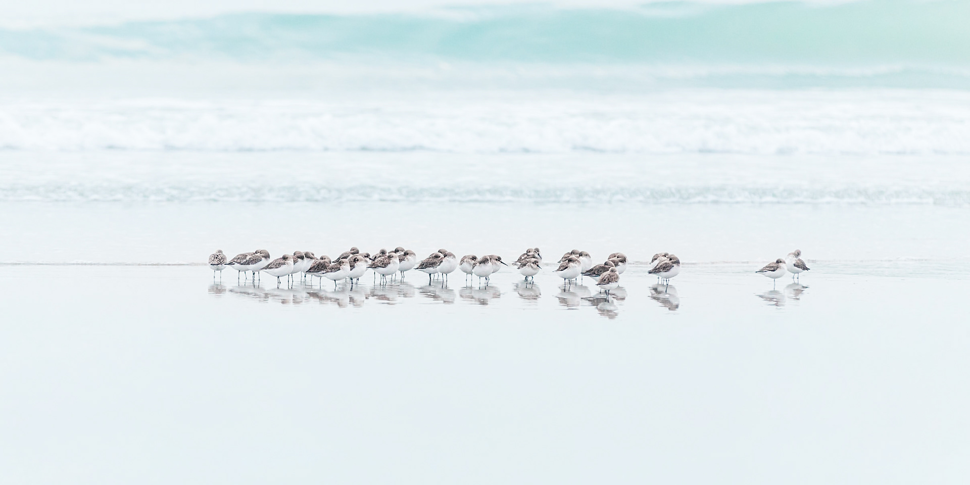 Piovanello Tridattilo  - Sanderling - "Calidris Alba"