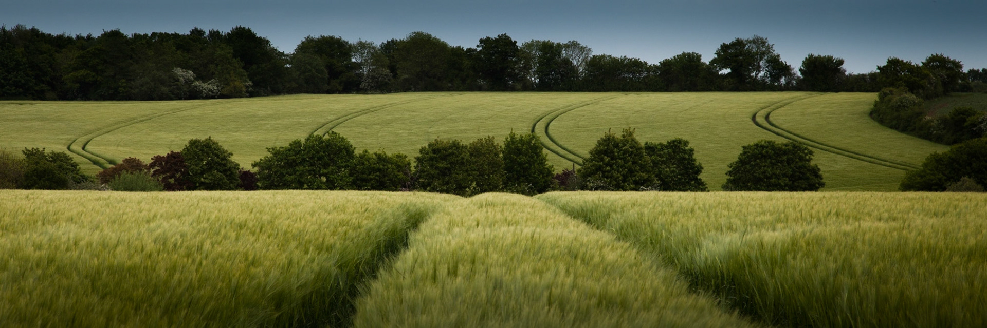 Lines in the barley, Cookley