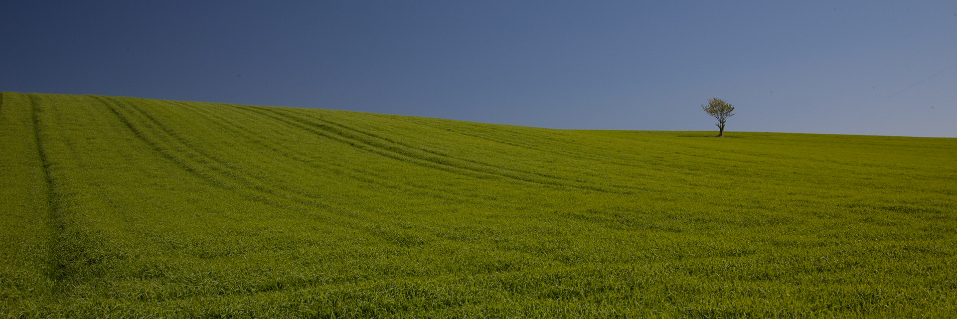 Lone Tree, Gironde, France