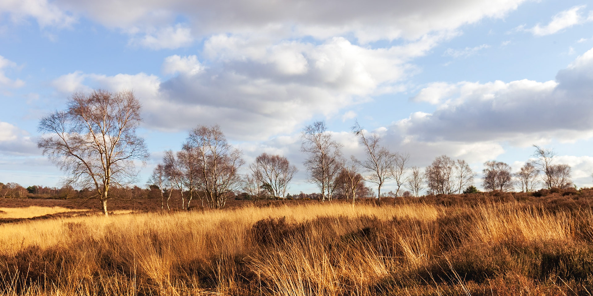 6. Westleton Common