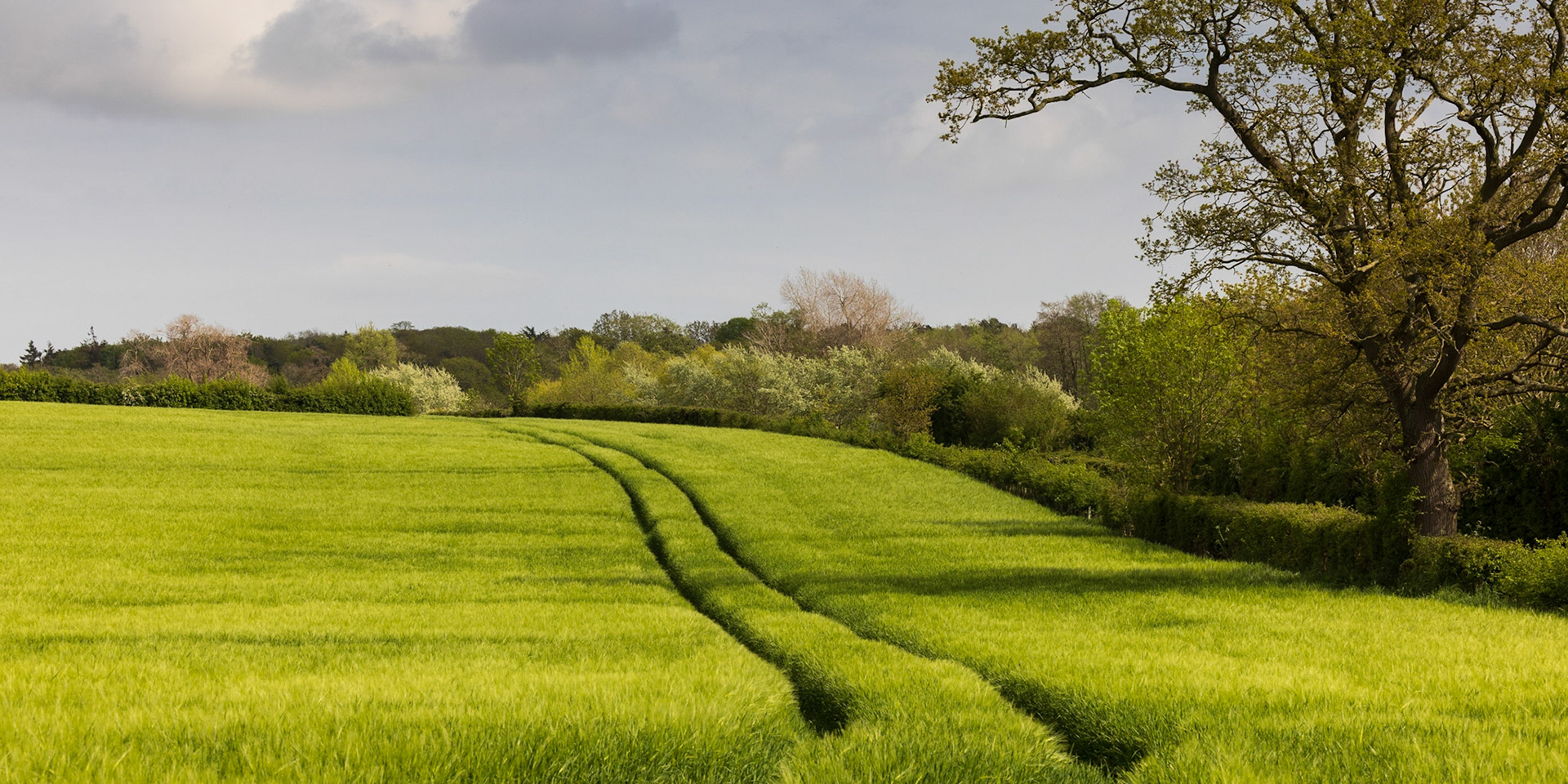 33. Pastoral scene