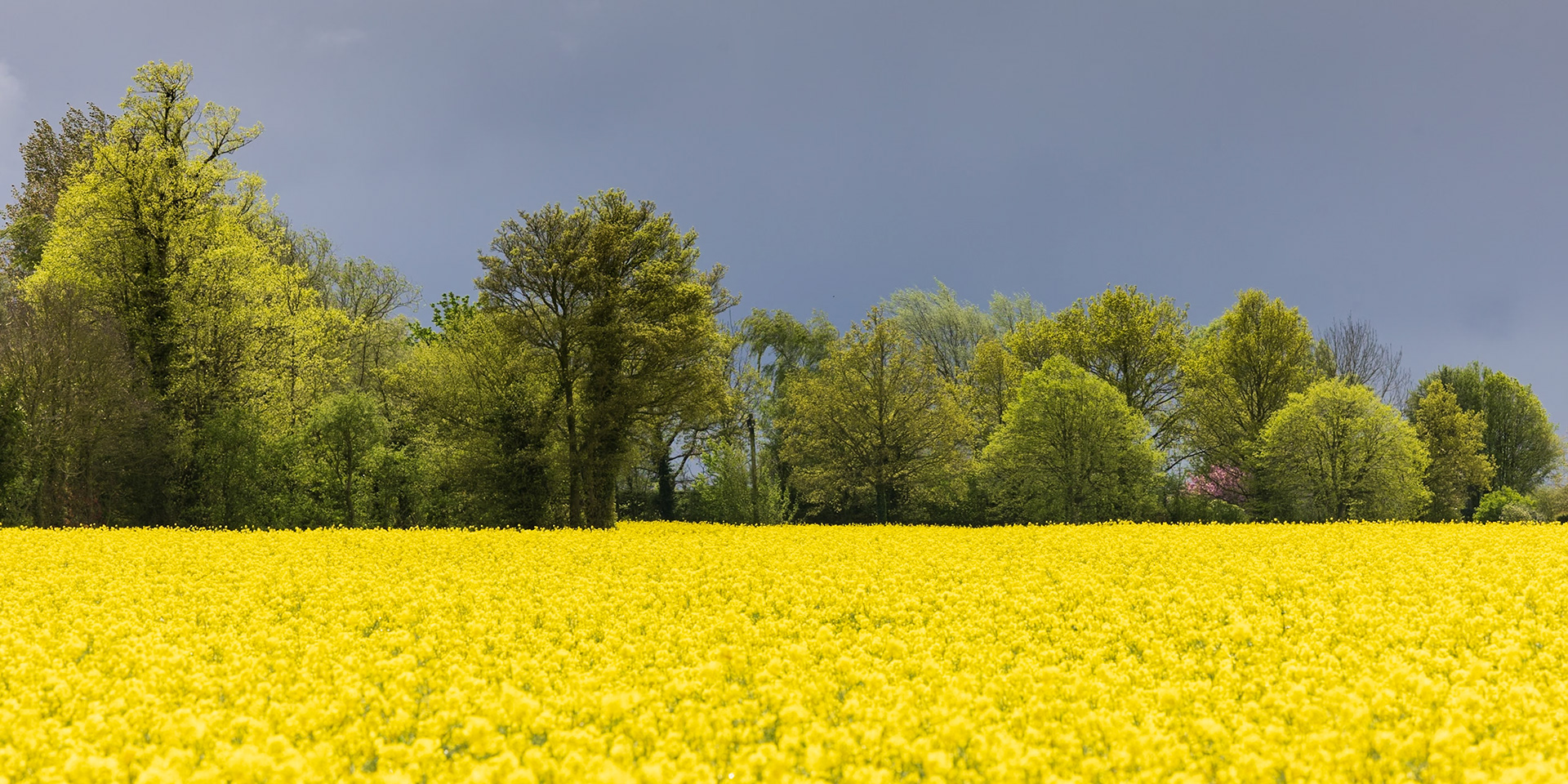 37 Rape field, Bramfield