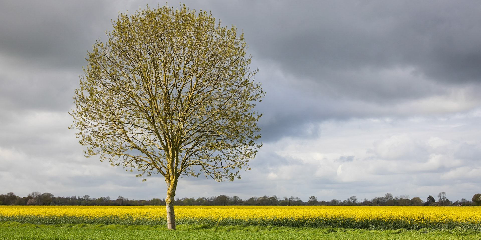 32. Lone tree, Fressingfield
