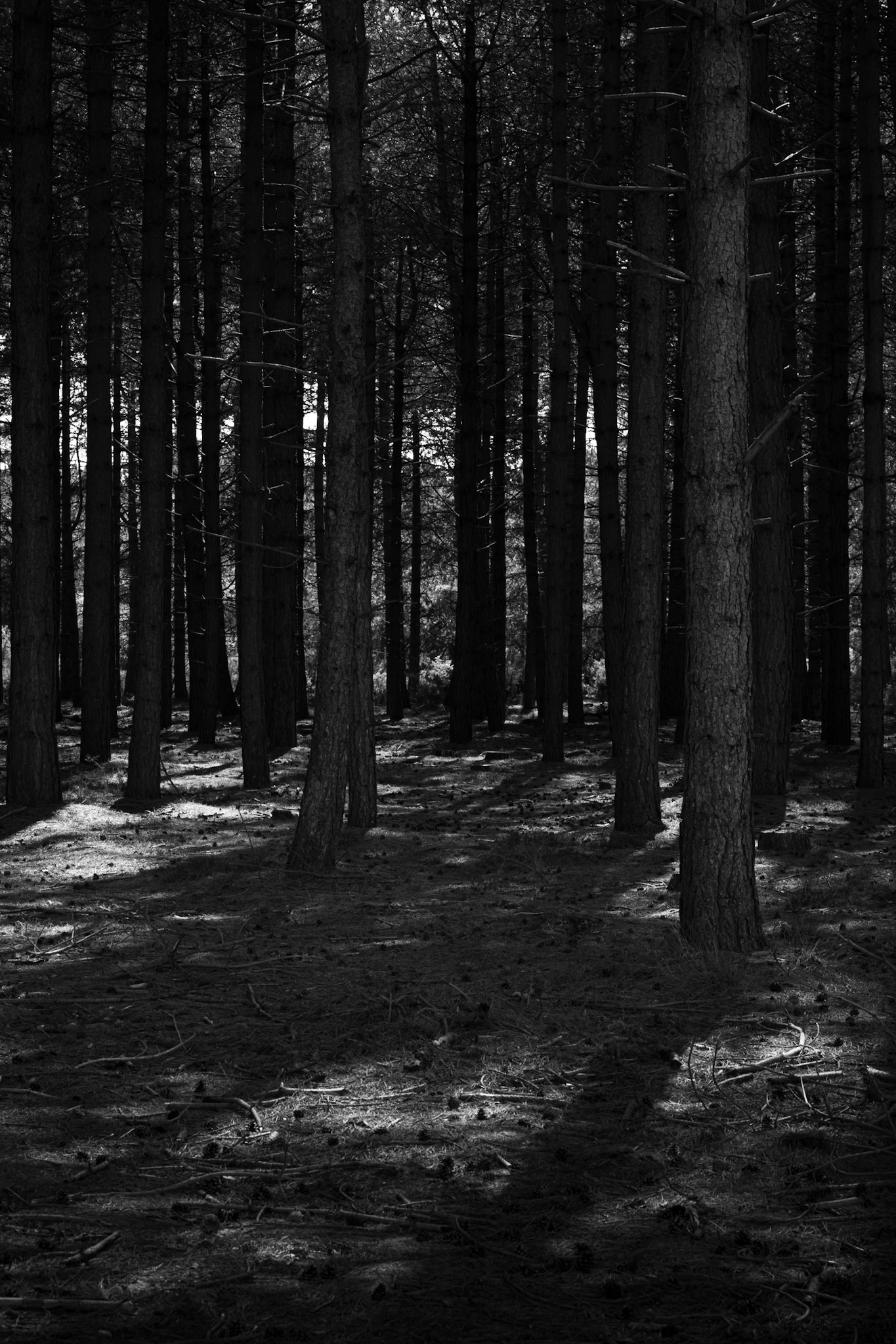 Dunwich Forest, Suffolk