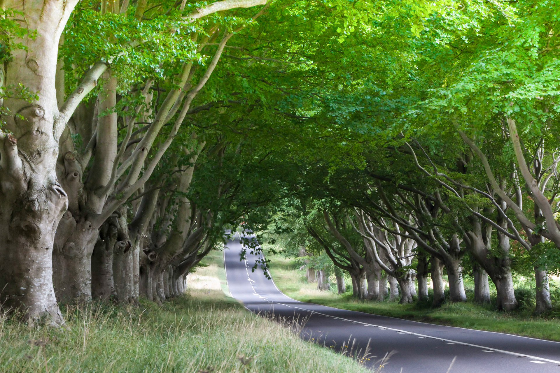 Beech Avenue, Kingston Lacey