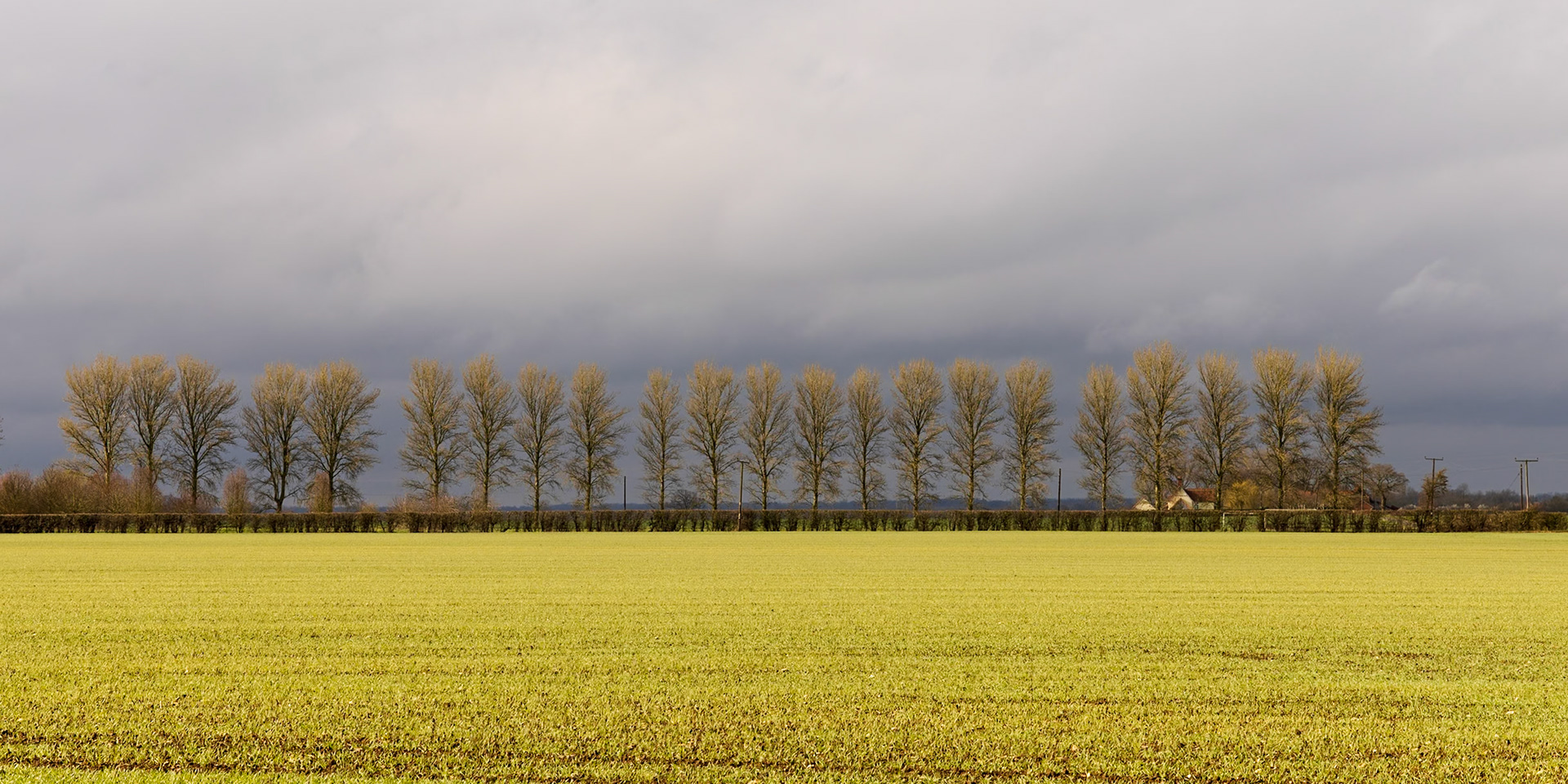 31. Tree line, Metfield