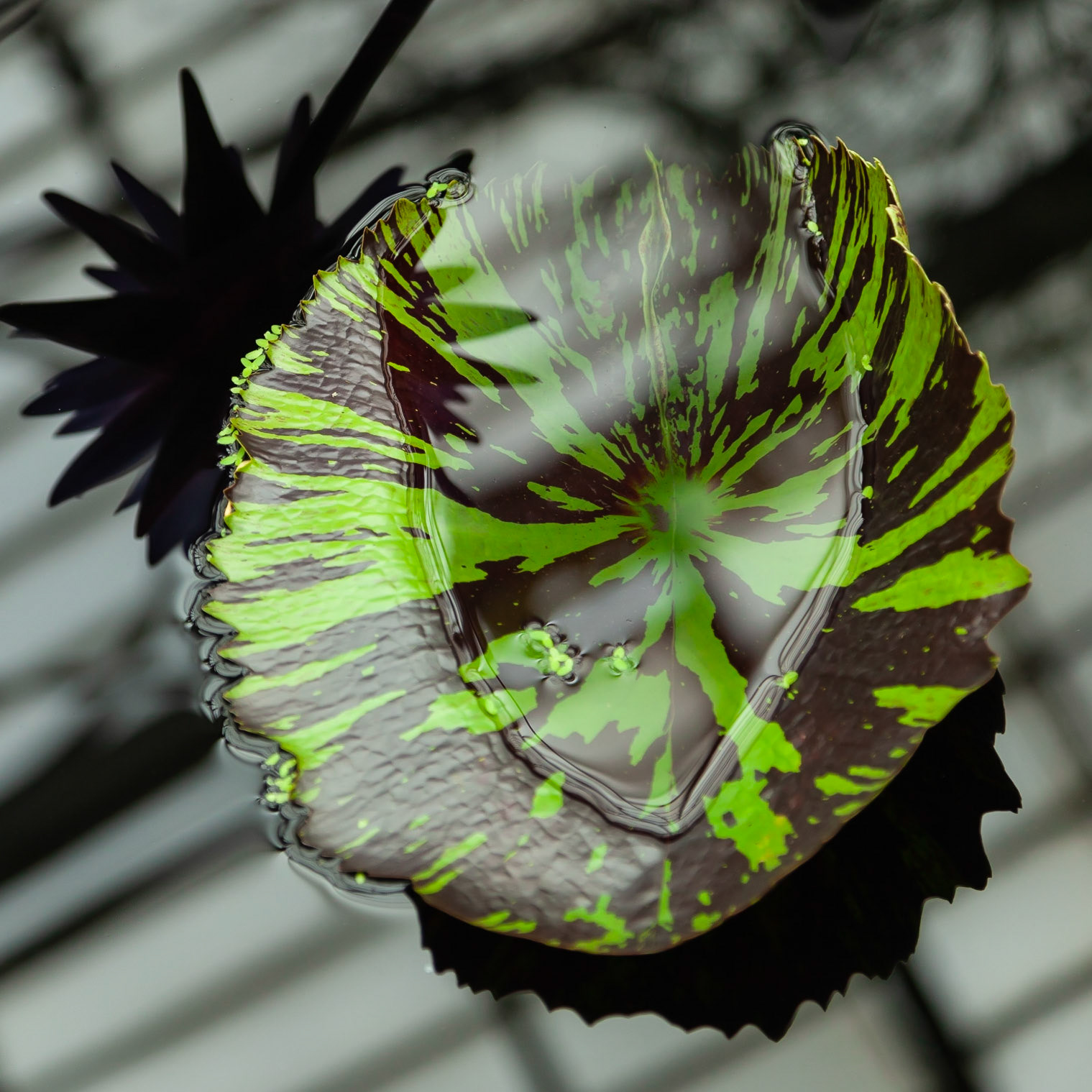 Lily Leaf, Kew Gardens