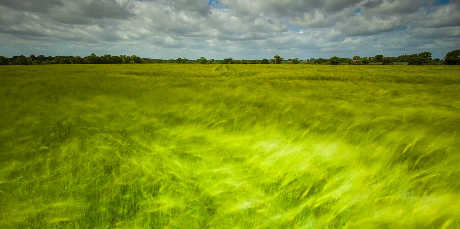 7. Barley in the breeze