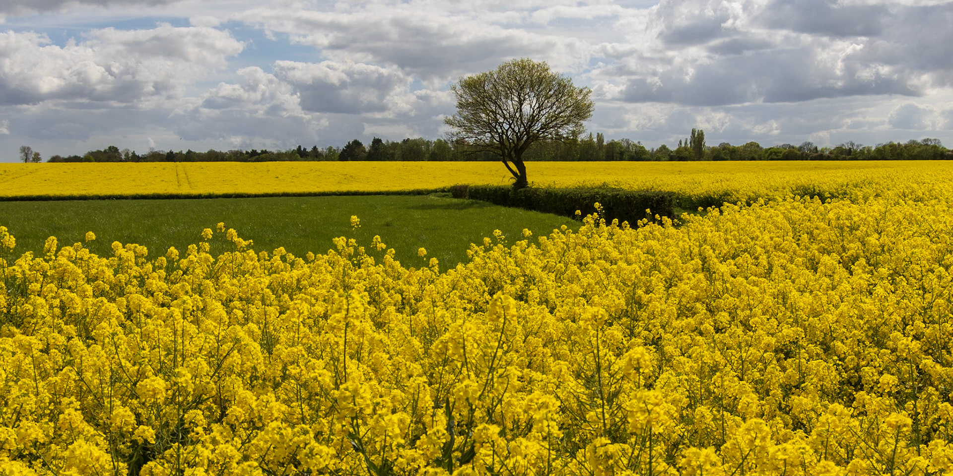 39. Rape field, Fressingfield