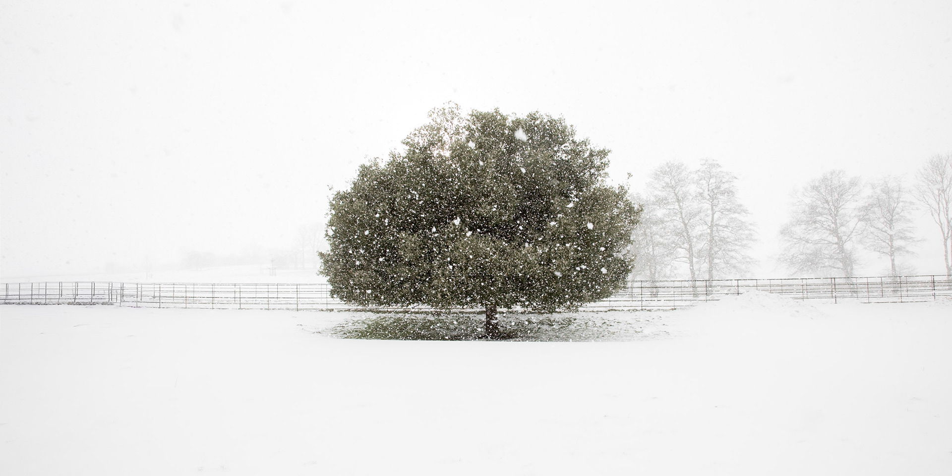 17. Lone tree in winter