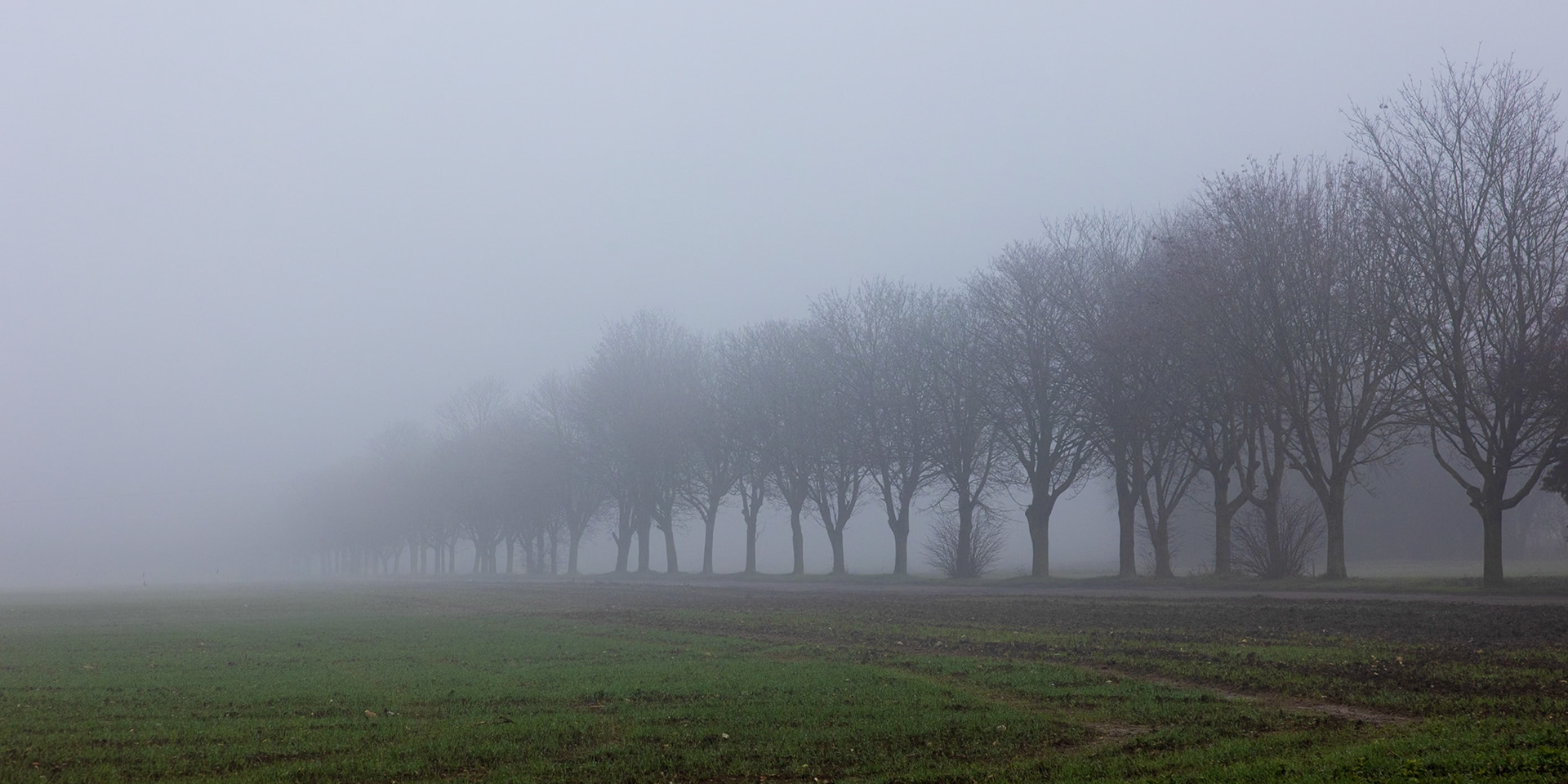 16. Metfield fog