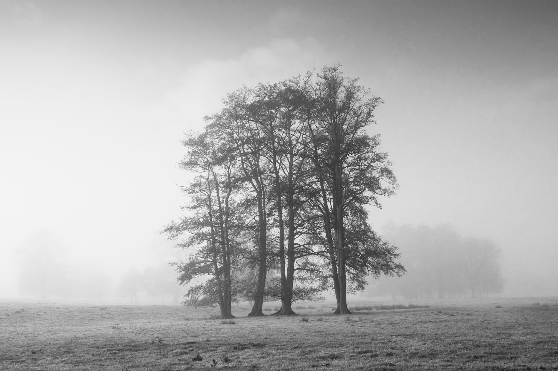 Misty trees, Heveningham, Suffolk