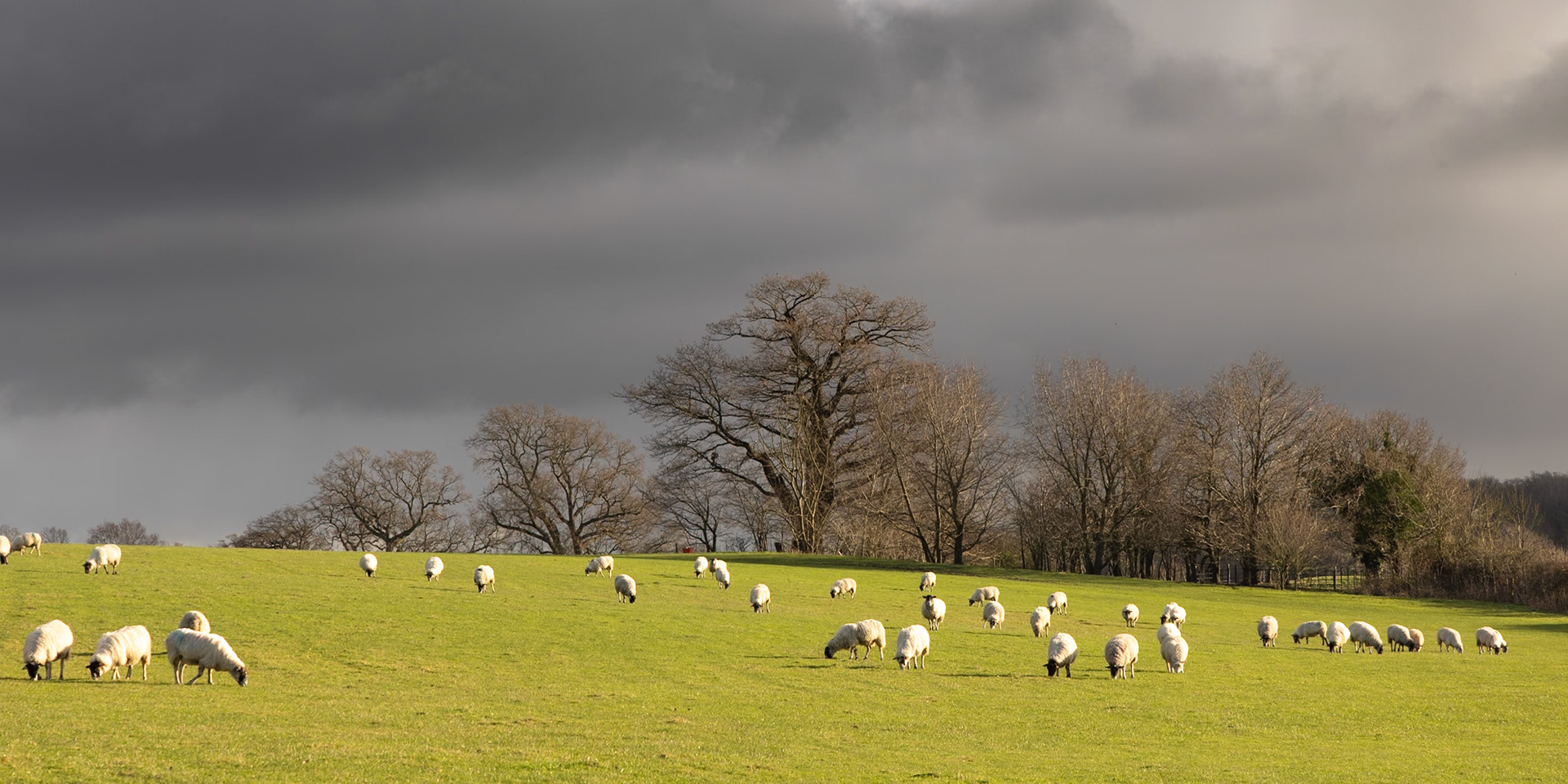 36. Sheep at Huntingfield