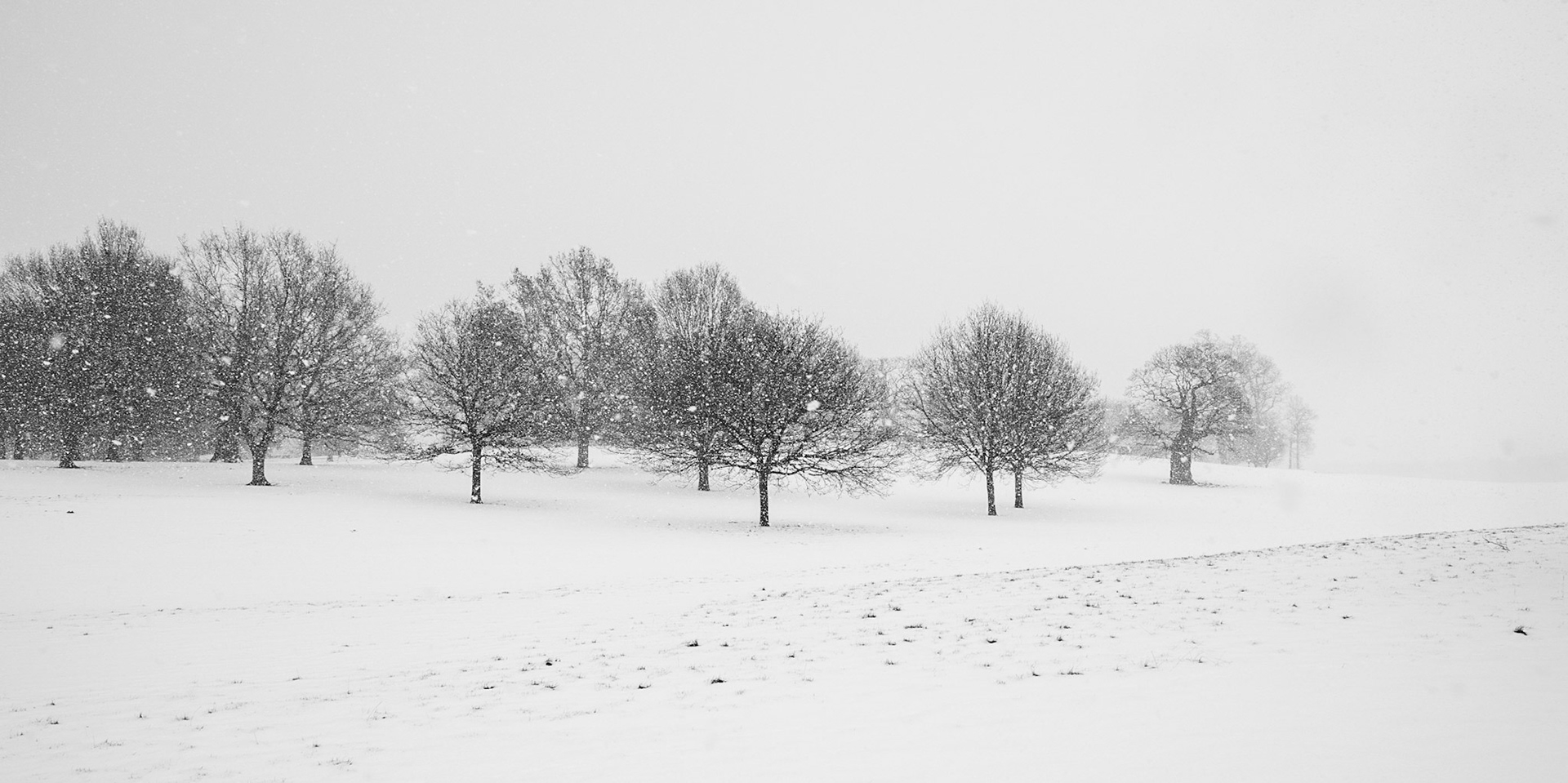 18. Winter trees, Heveningham, Suffolk