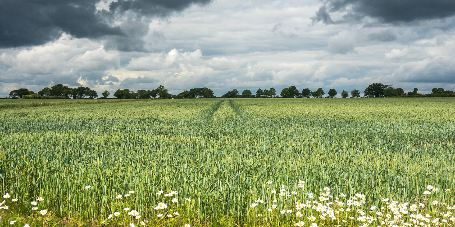 42. Ripening harvest, Ubbeston