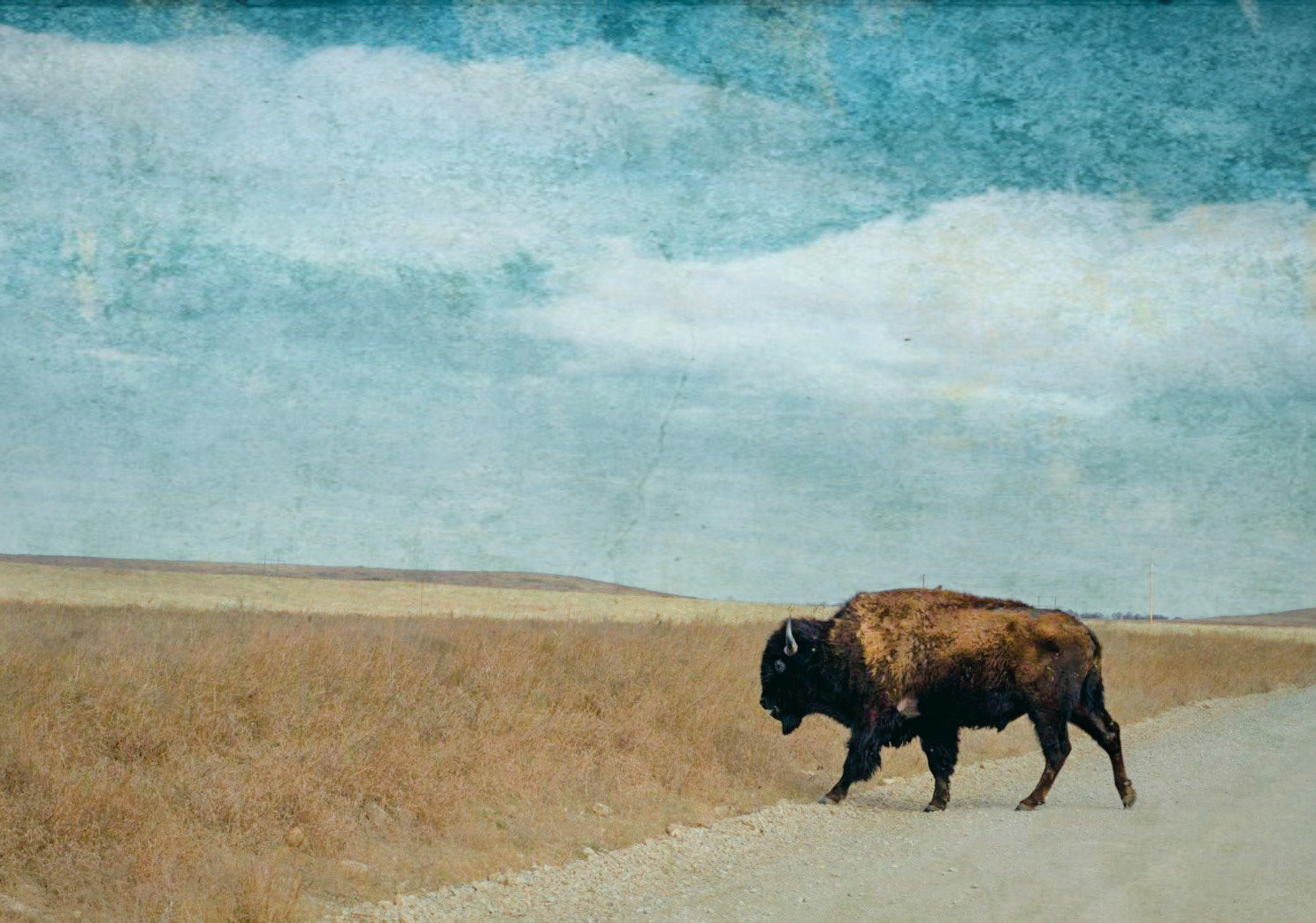Buffalo Crossing