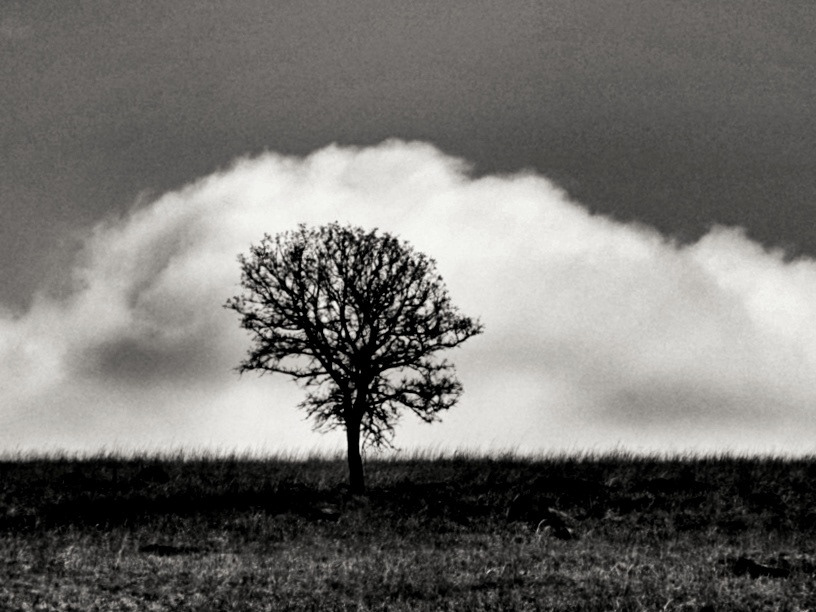 Solace in Black and White