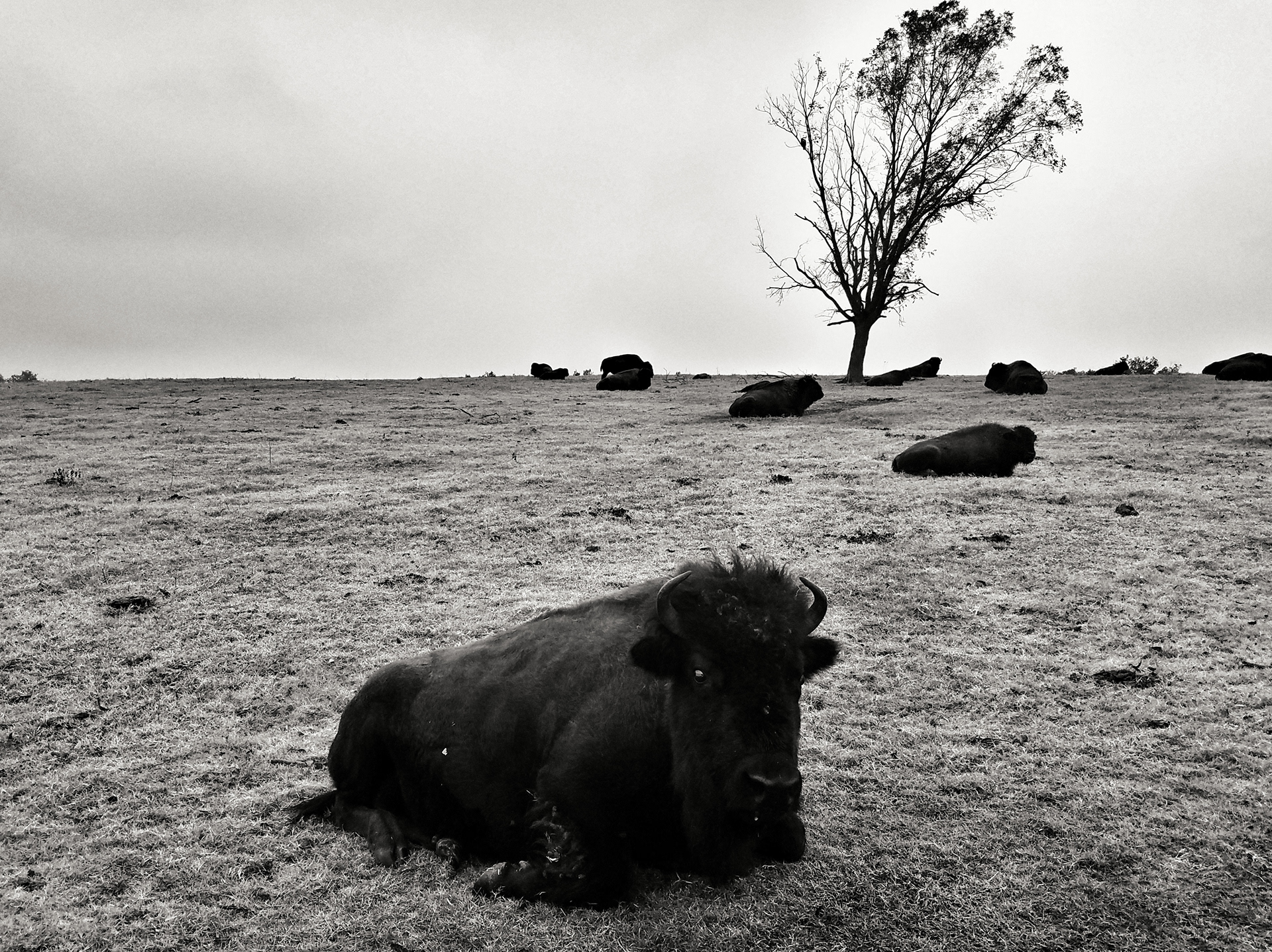 Buffalo Resting