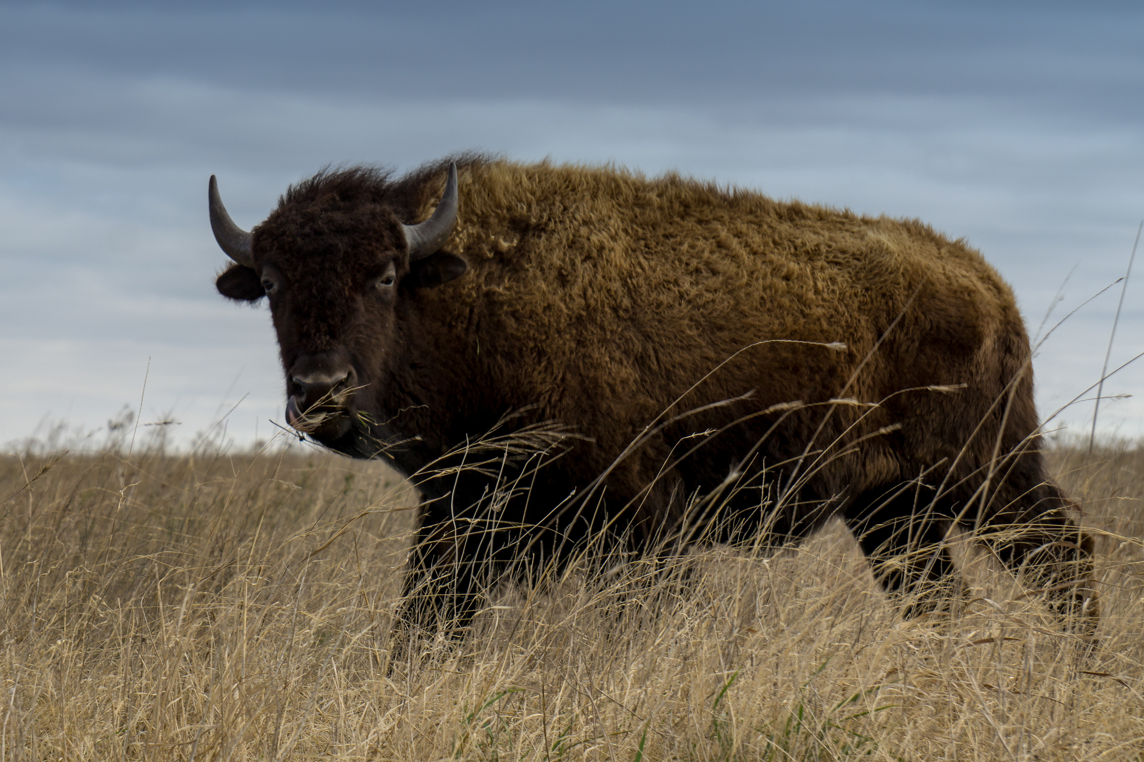 Buffalo
