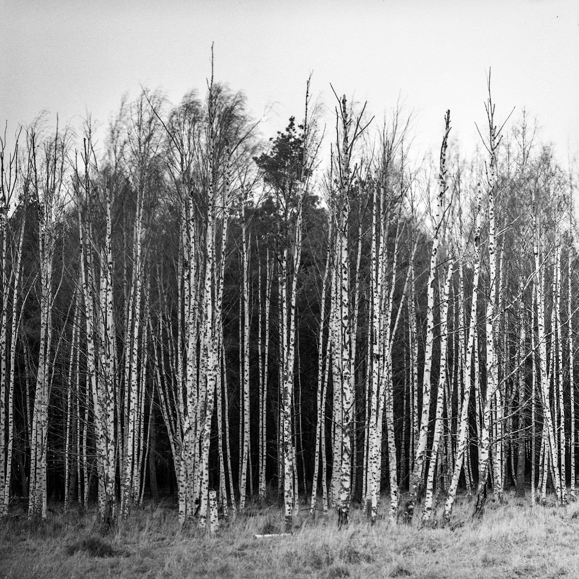 Hasselblad 500cm. Sonnar 150mm. Neopan Acros 100. Stand Development, R09 1+100, 1h.