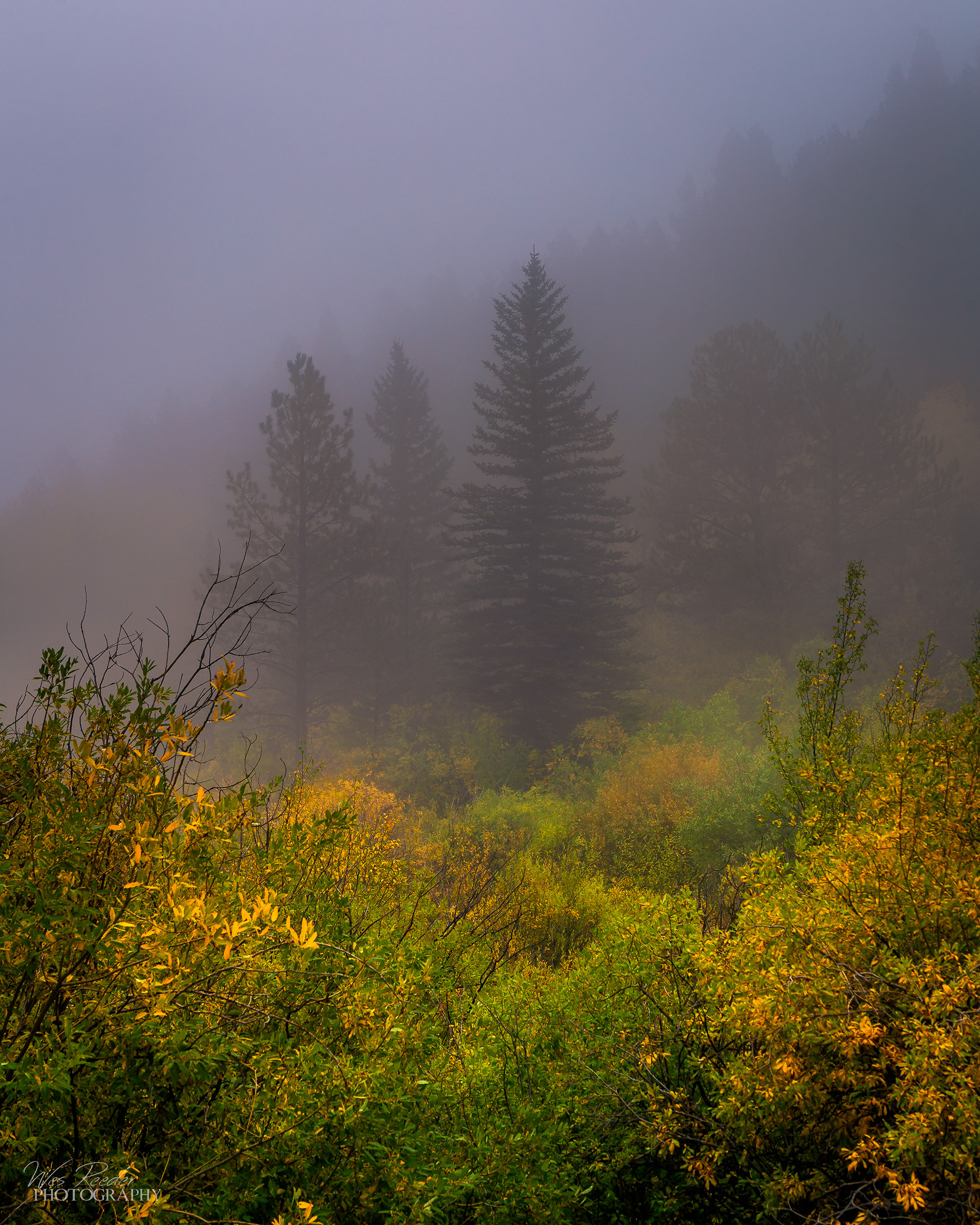 Foggy Day