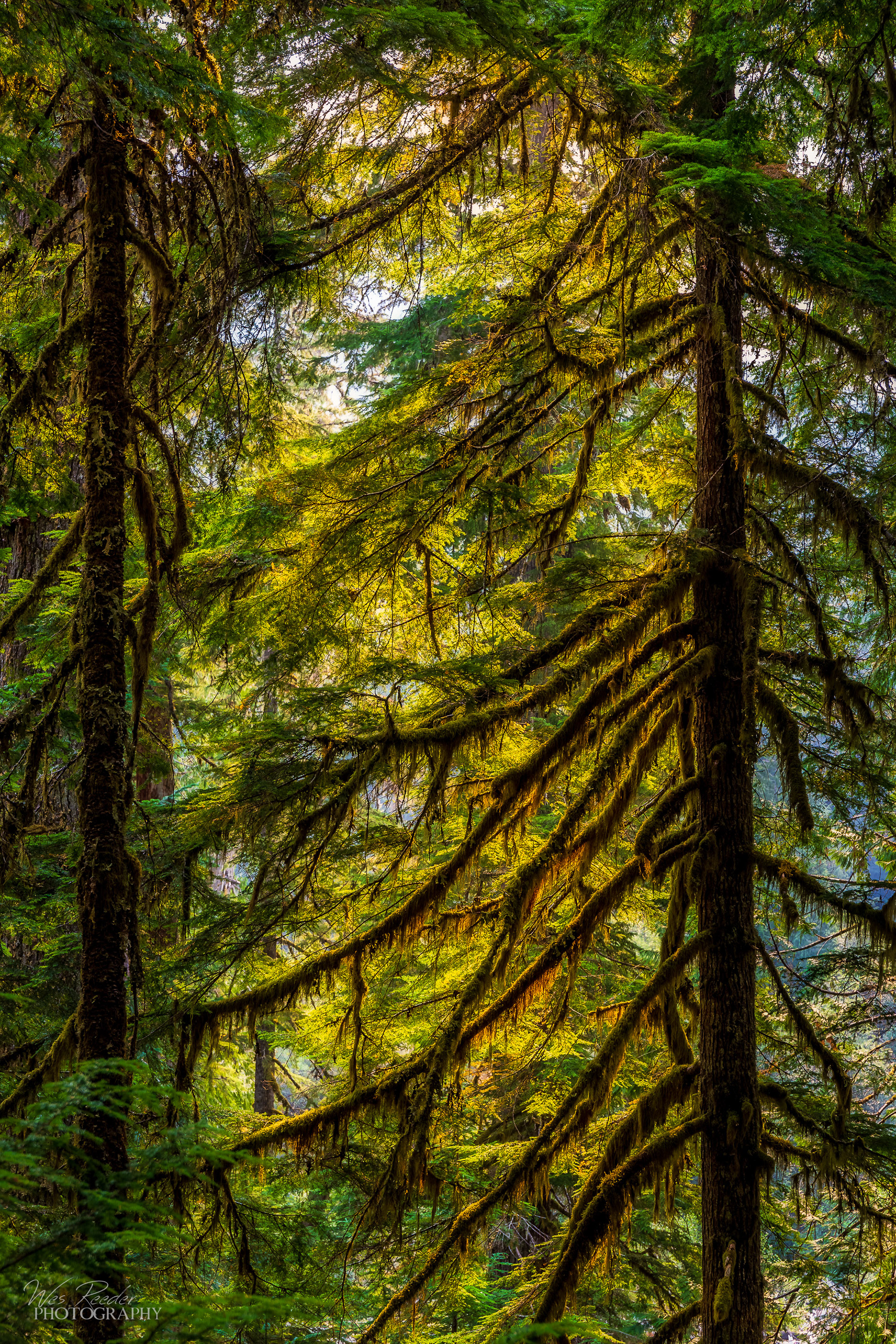 In the Trees