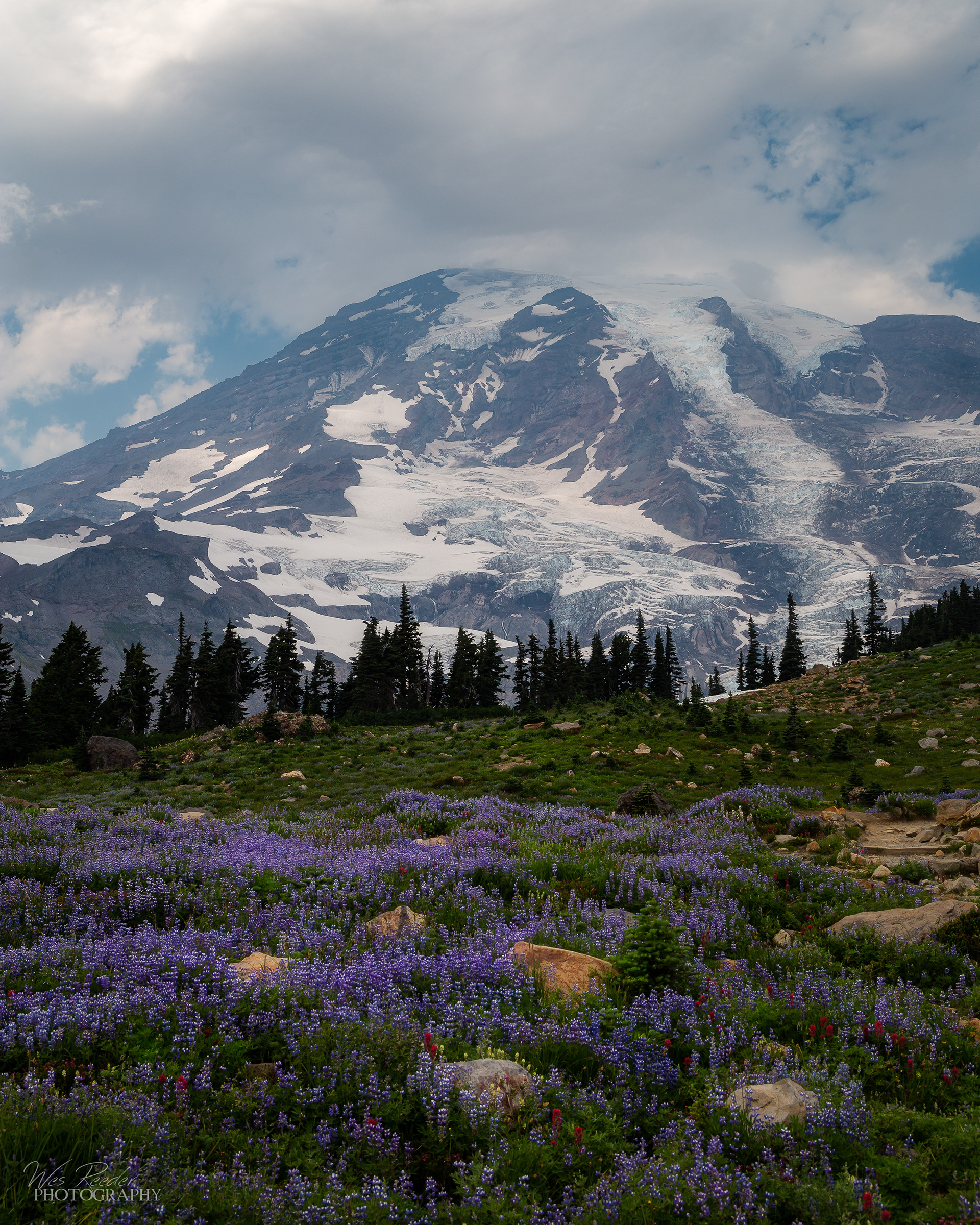 Darkening Meadows
