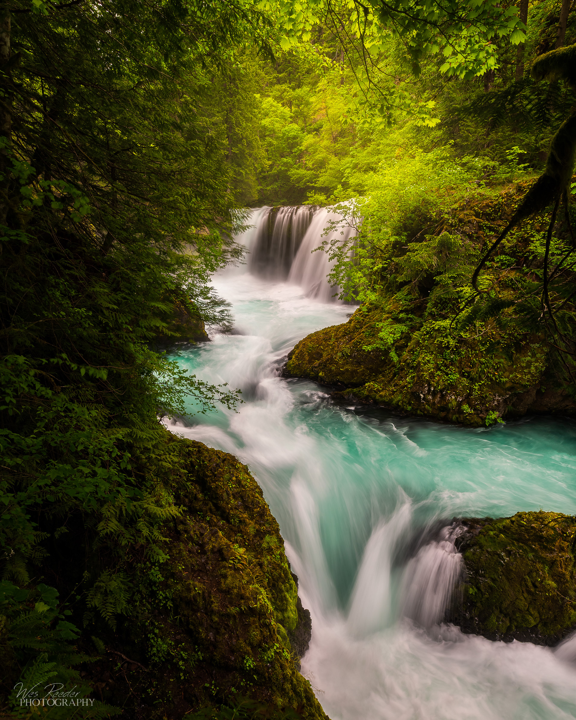 Spirit of the Forest