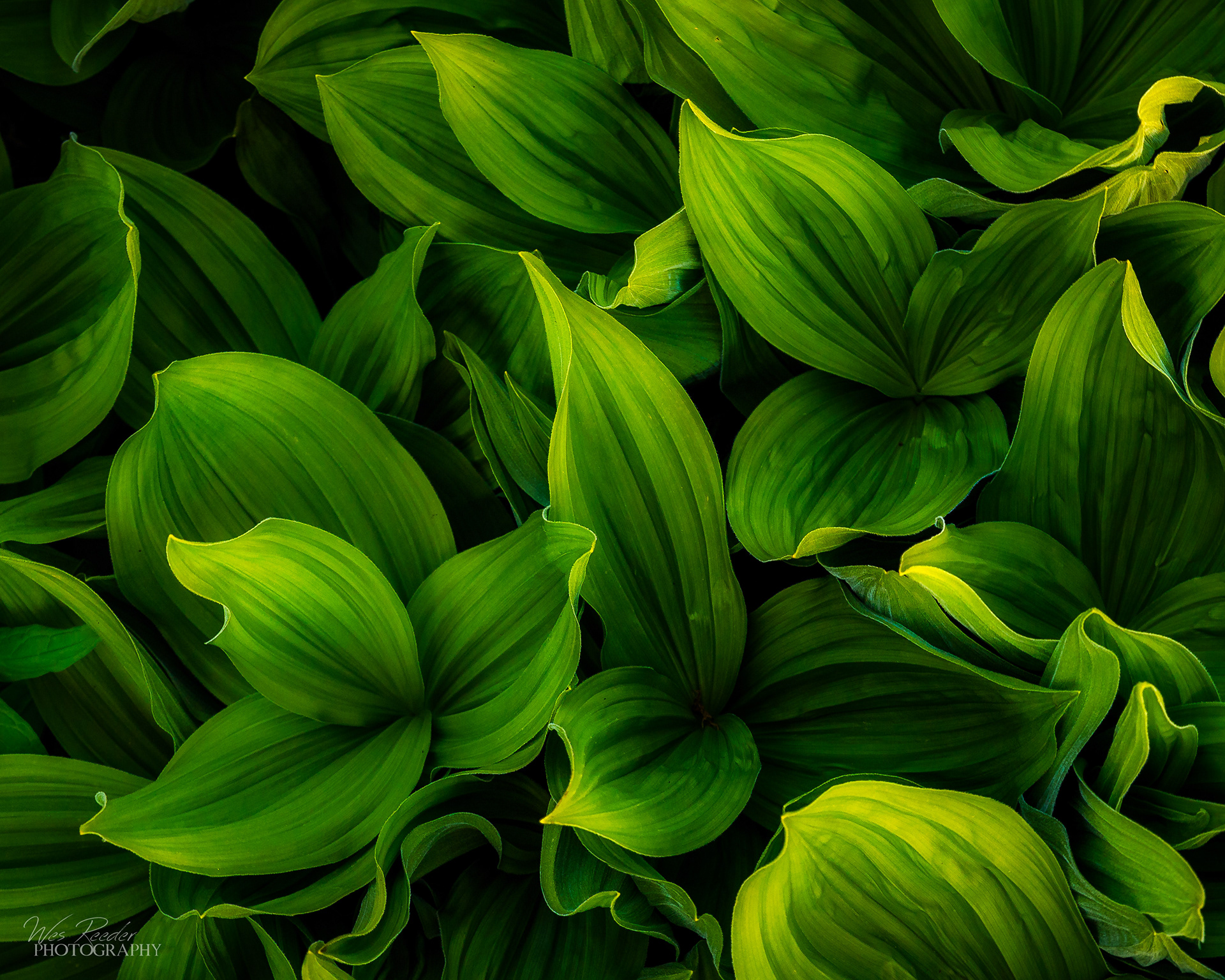 Mountain Salad
