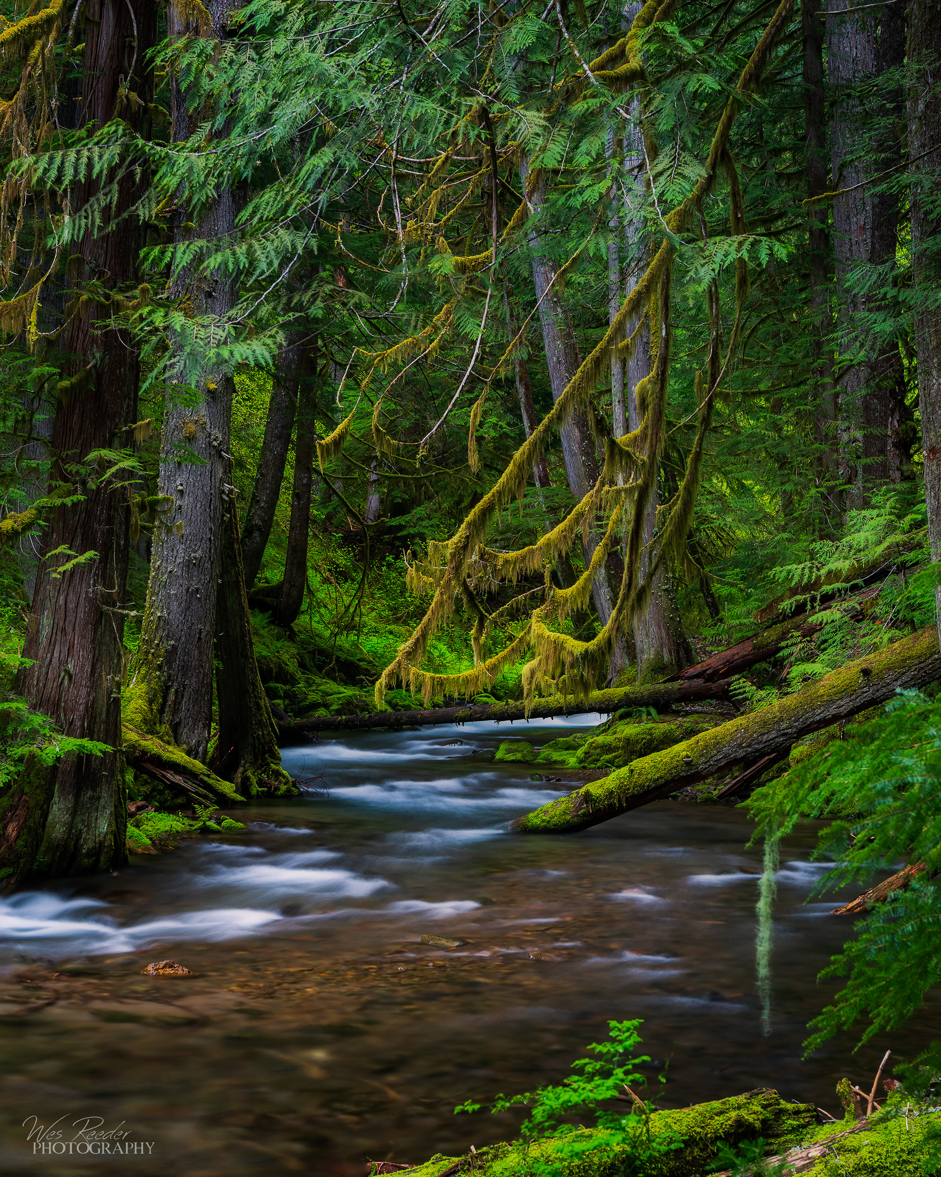 Deep Woods