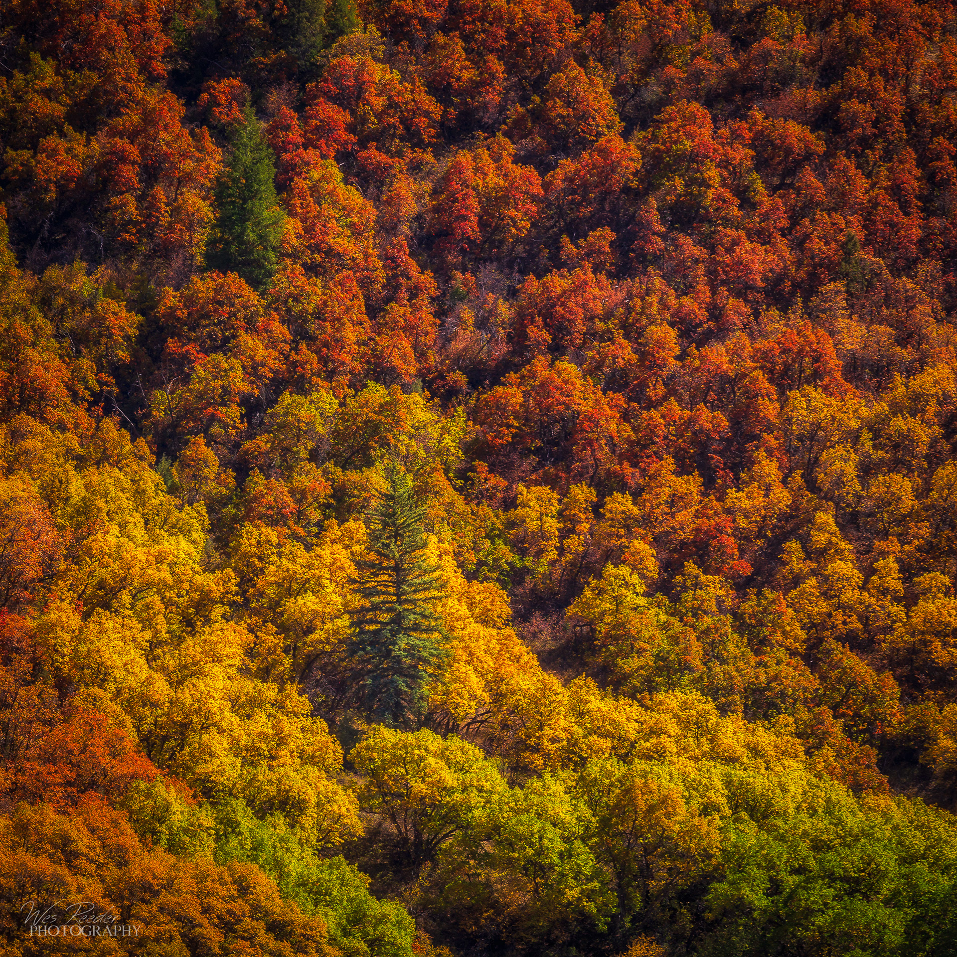 Fall Palette