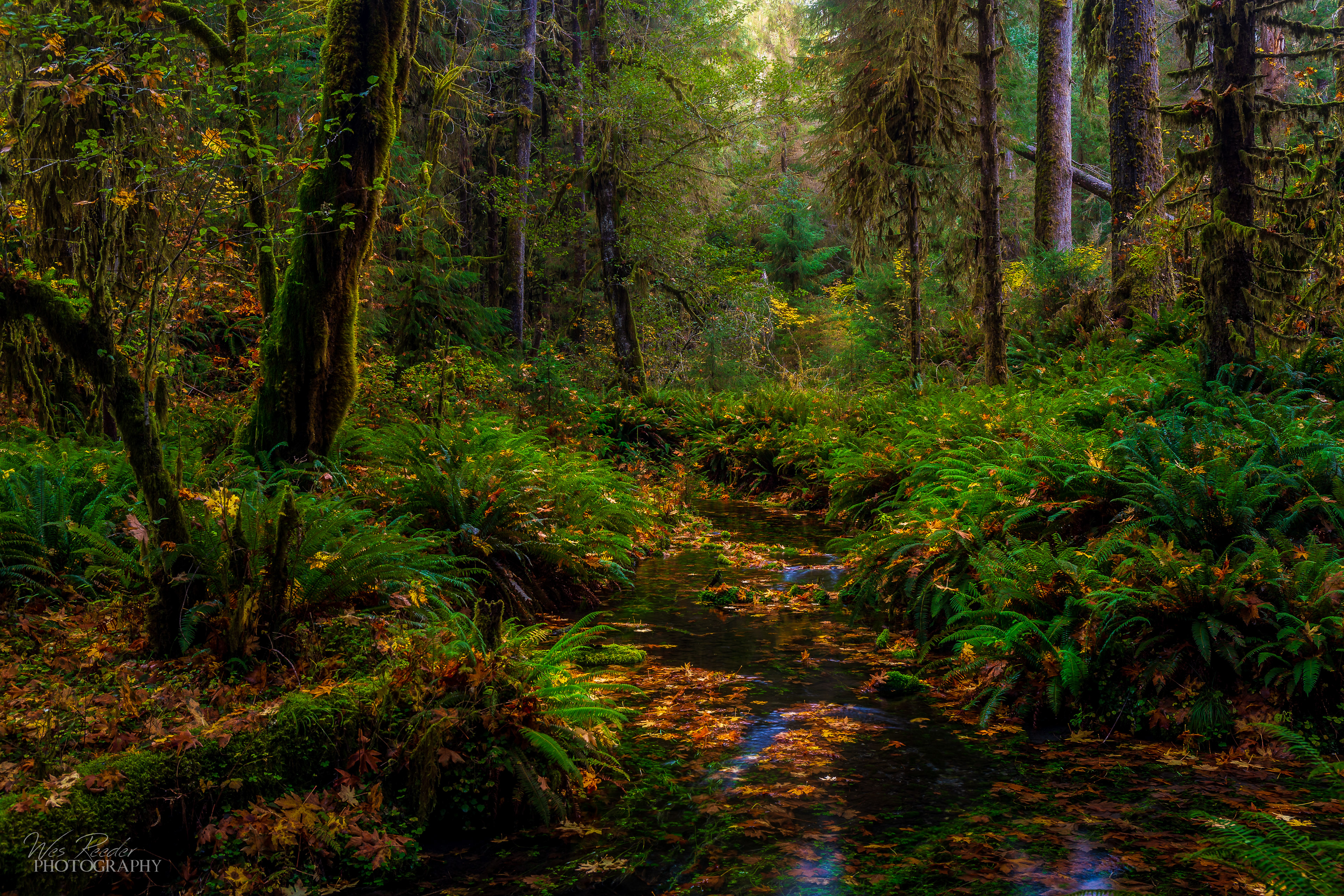 Fairyland