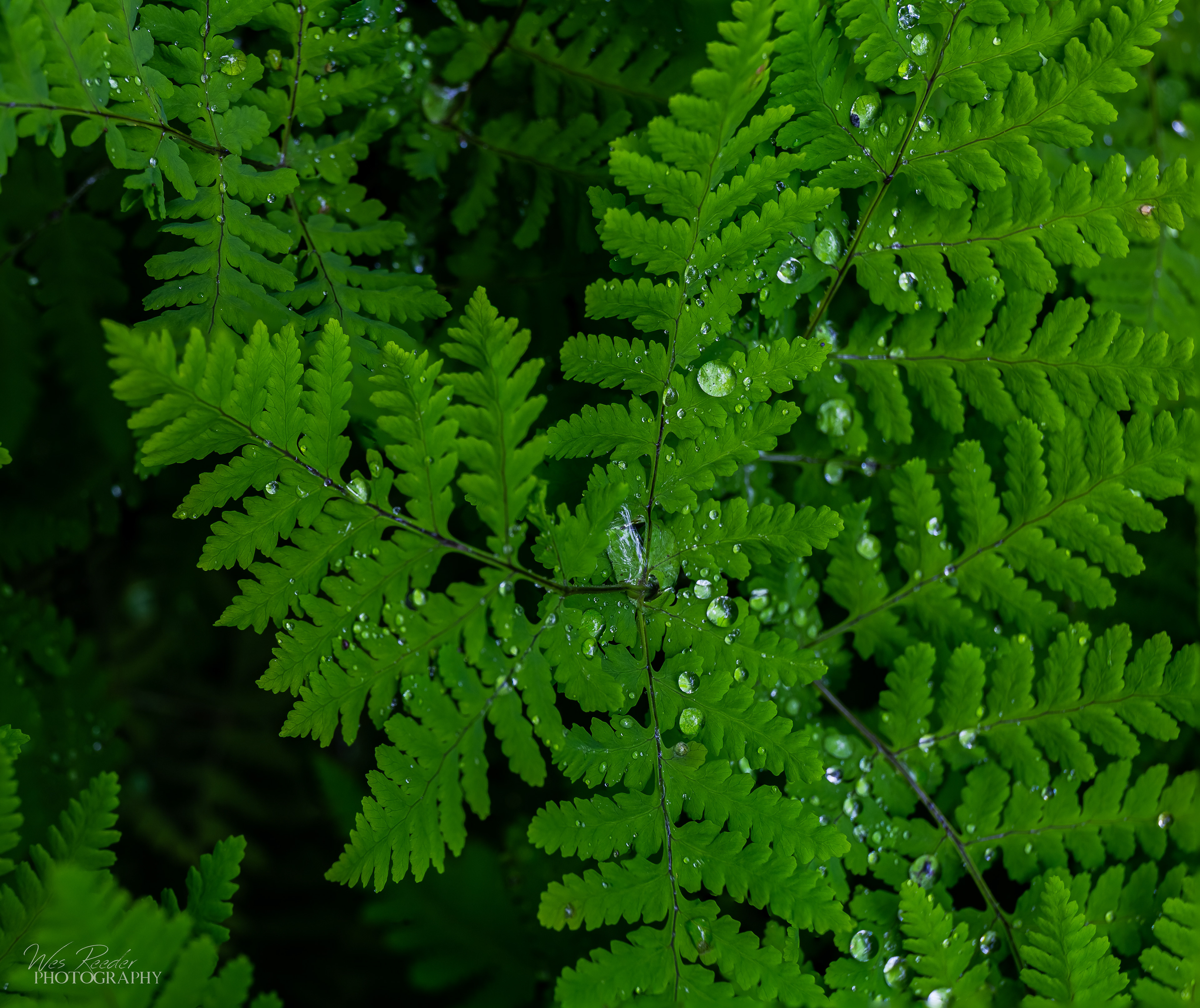 Morning Rain