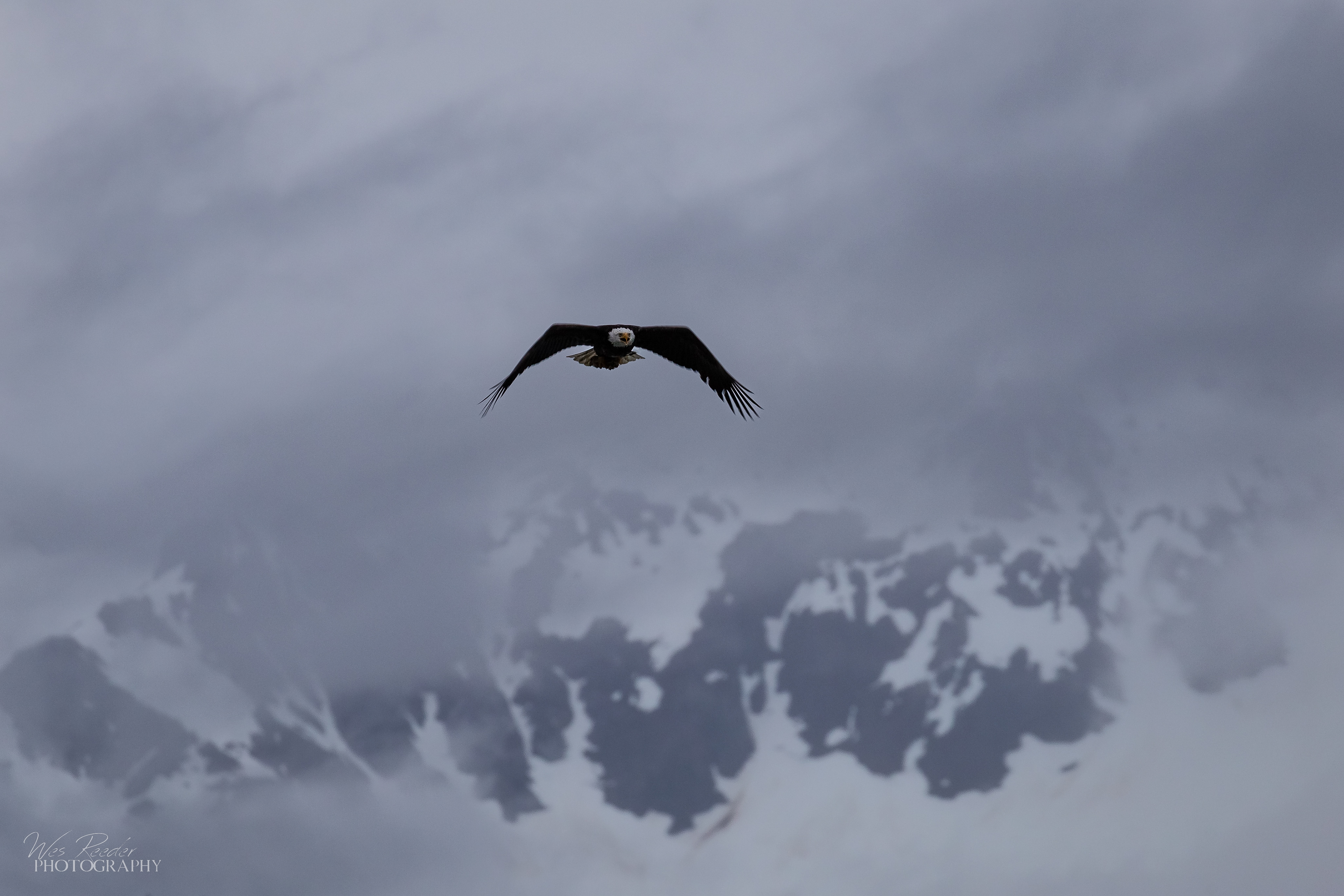 Eagle's Flight