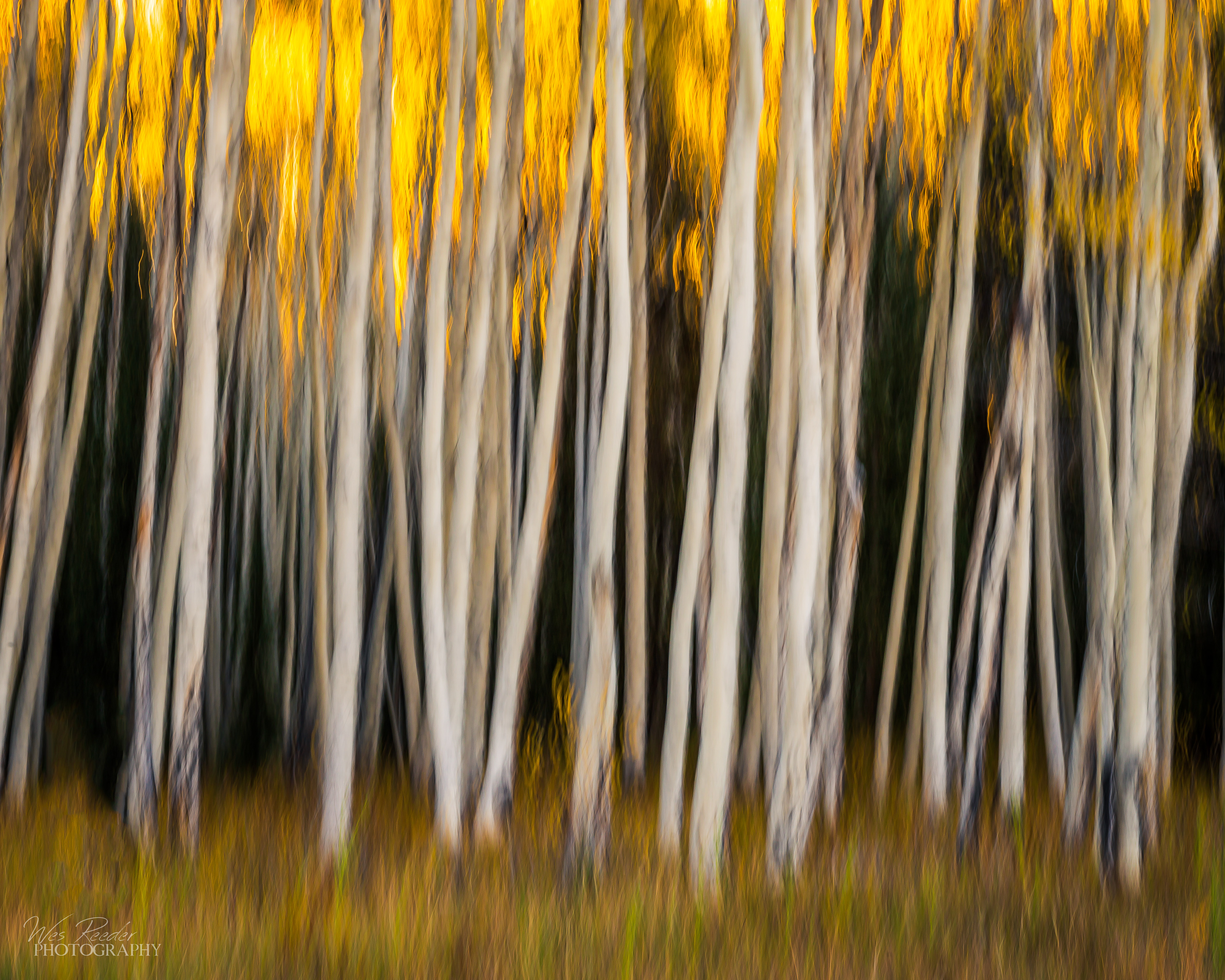 Quaking Aspen