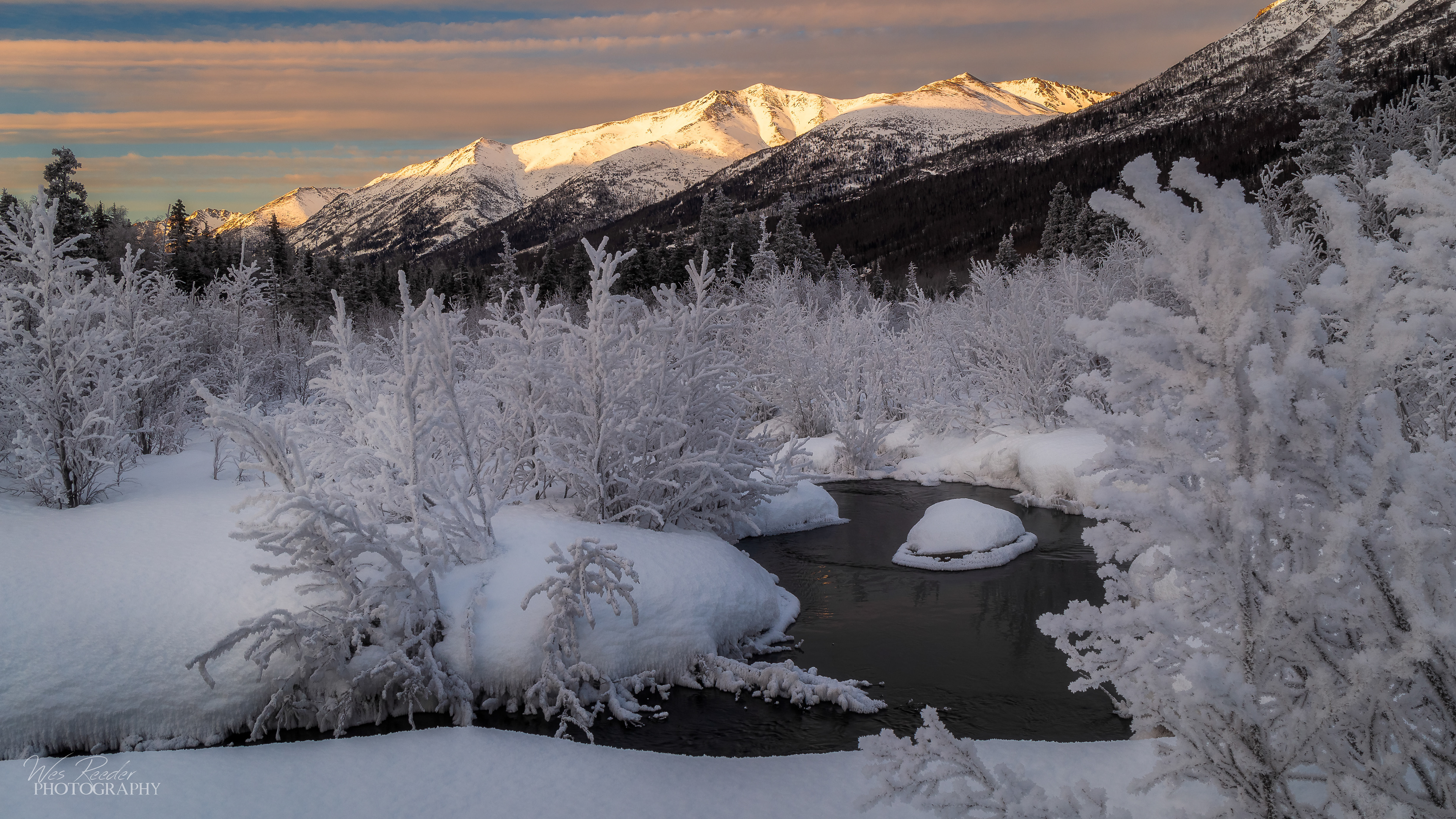 Frosty Forest